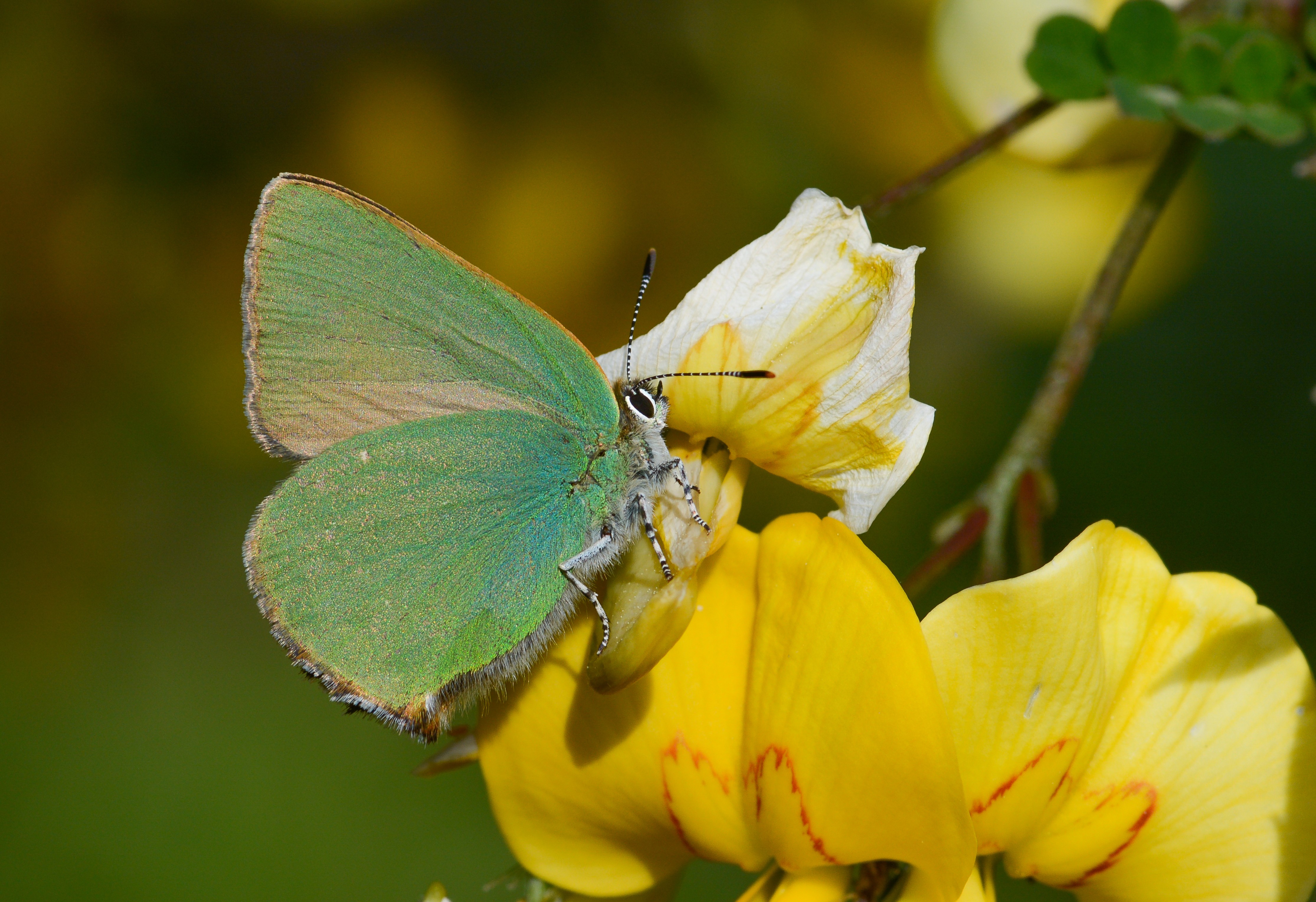 Callophrys herculeana (Büyükzümrüt) butterfly photo