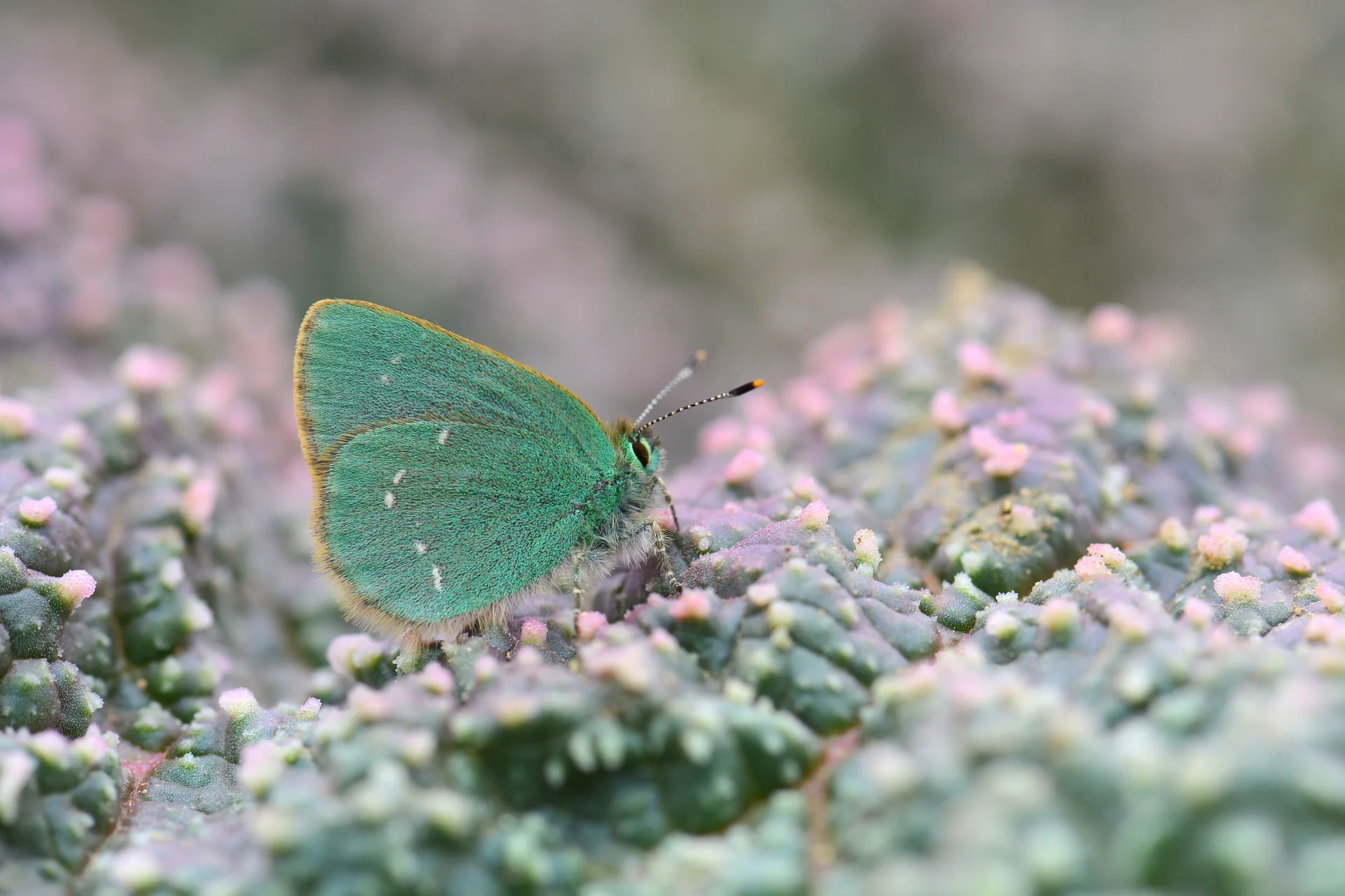 Callophrys mystaphia (Işgınzümrütü, Minikzümrüt) butterfly photo