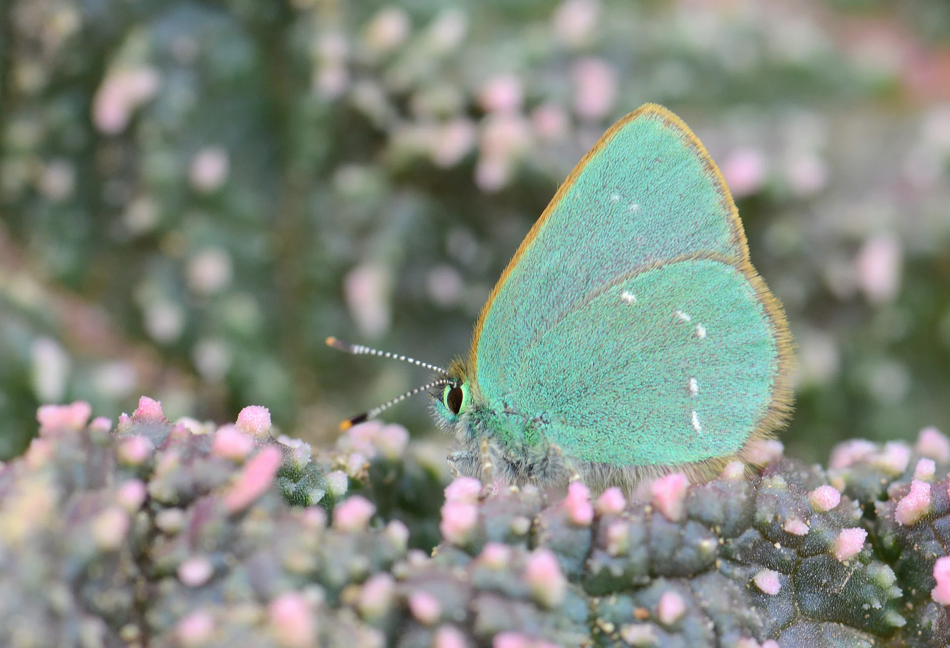 Callophrys mystaphia (IÅŸgÄ±nzÃ¼mrÃ¼tÃ¼, MinikzÃ¼mrÃ¼t) butterfly photo