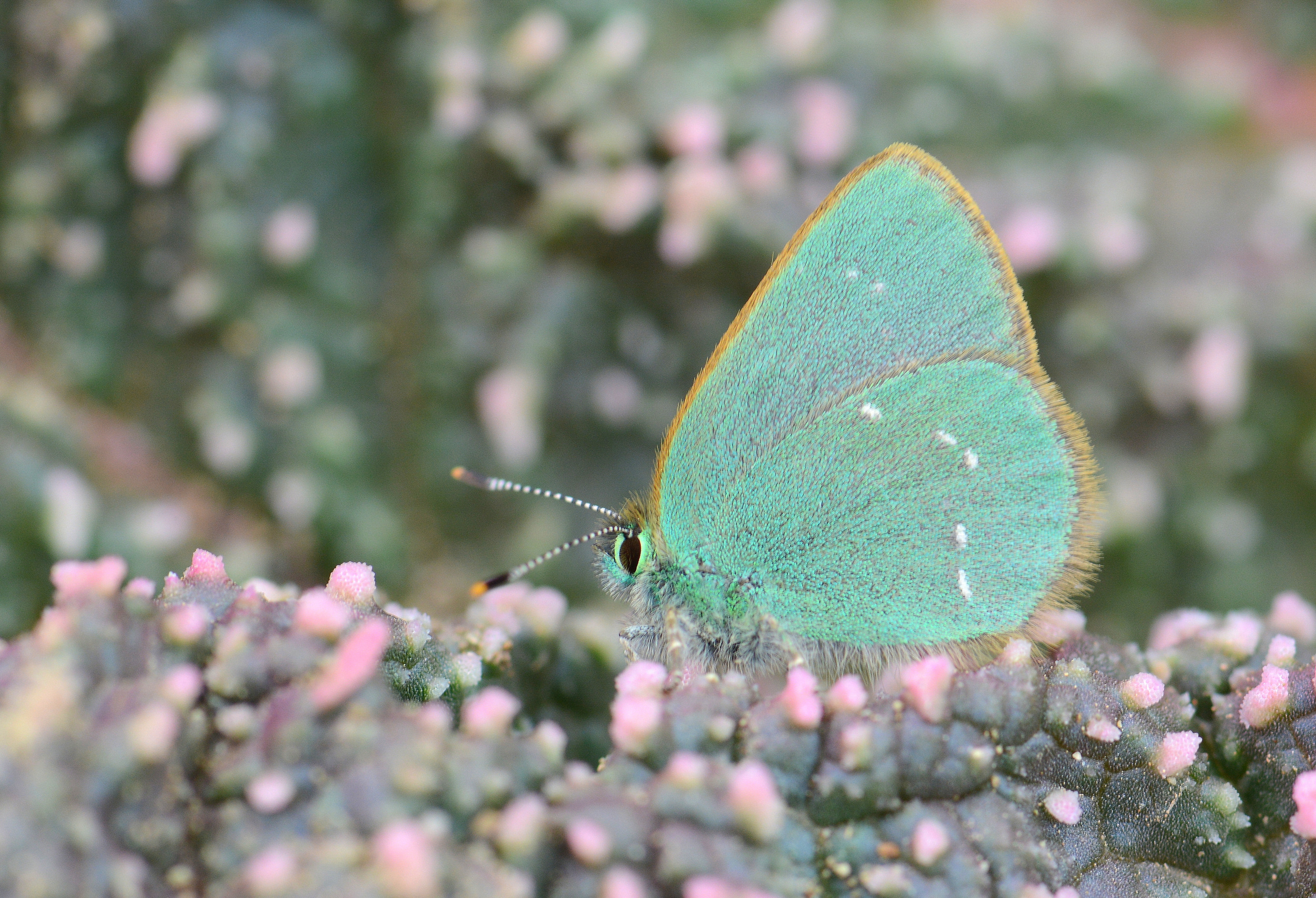 Callophrys mystaphia (Işgınzümrütü, Minikzümrüt) butterfly photo