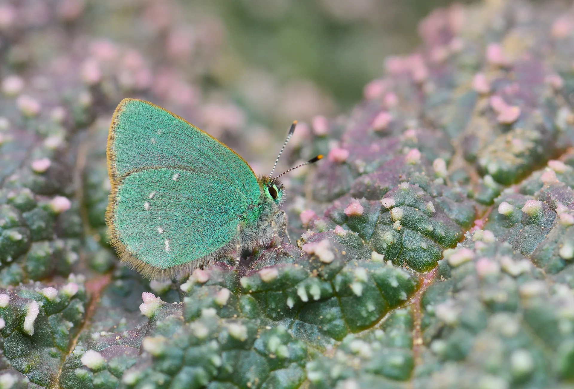 Callophrys mystaphia (IÅŸgÄ±nzÃ¼mrÃ¼tÃ¼, MinikzÃ¼mrÃ¼t) butterfly photo