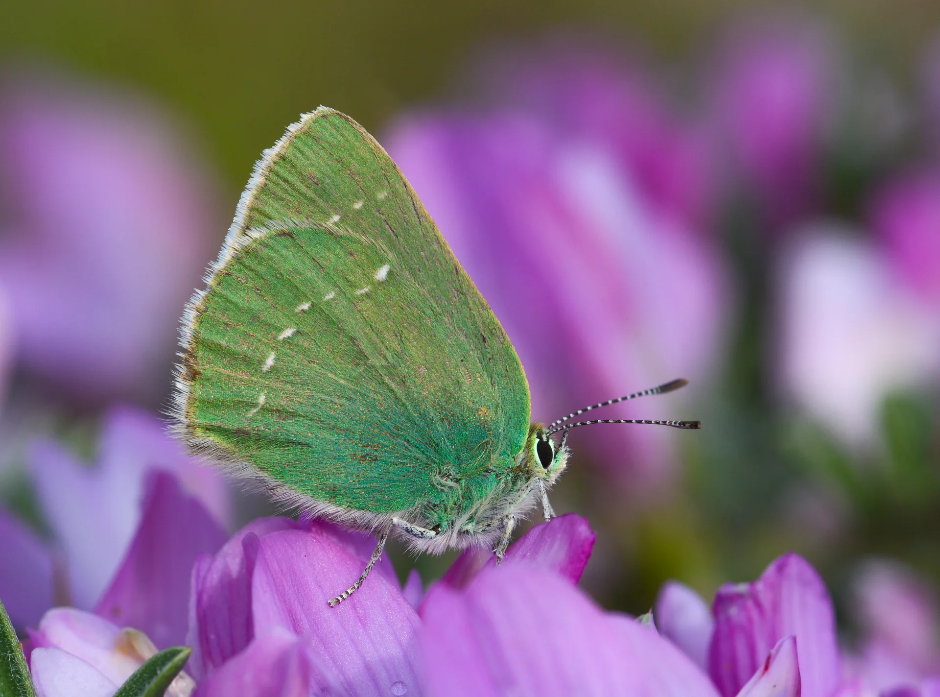 Callophrys paulae (Anadoluzümrütü) butterfly photo