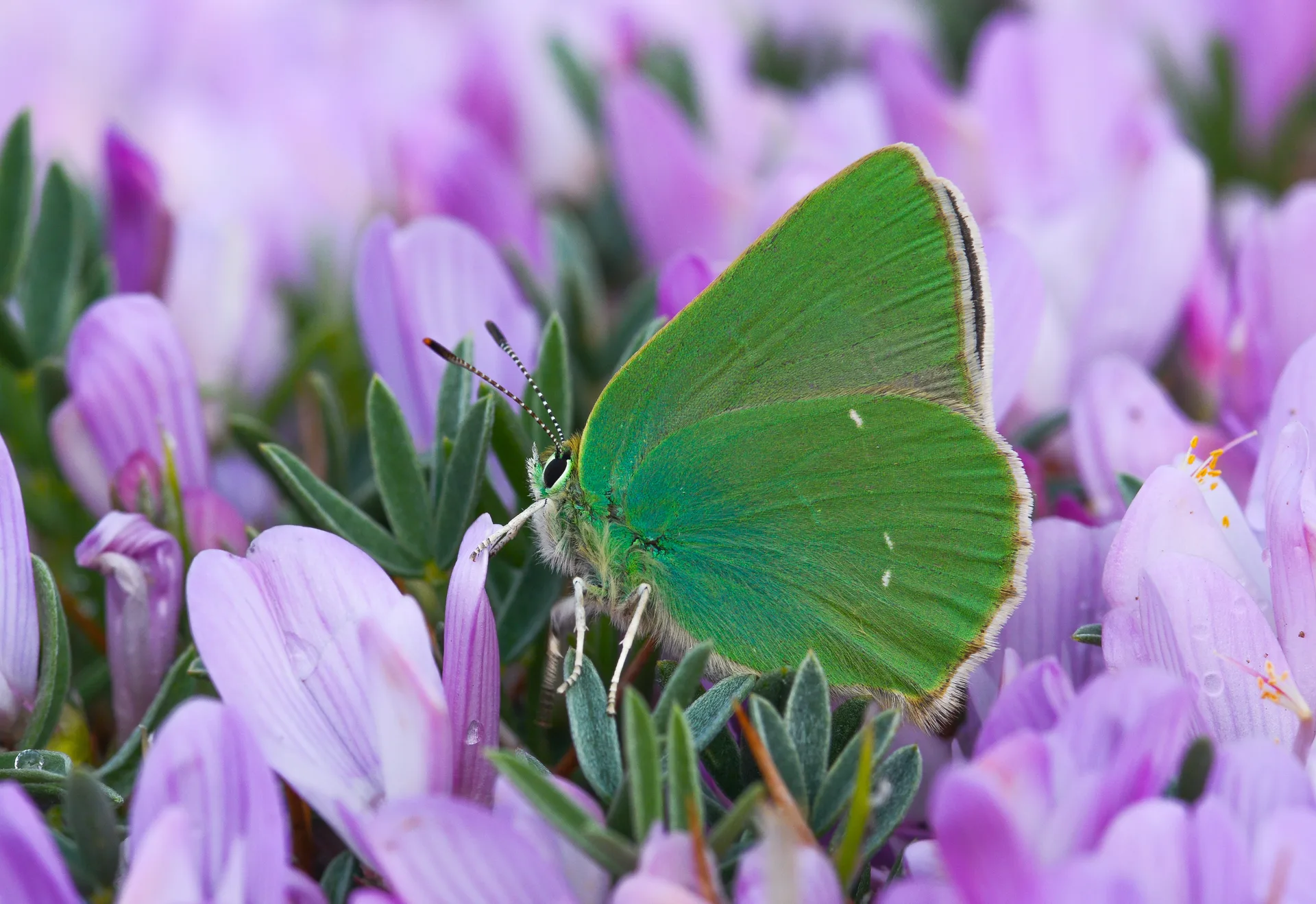 Callophrys paulae (AnadoluzÃ¼mrÃ¼tÃ¼) butterfly photo