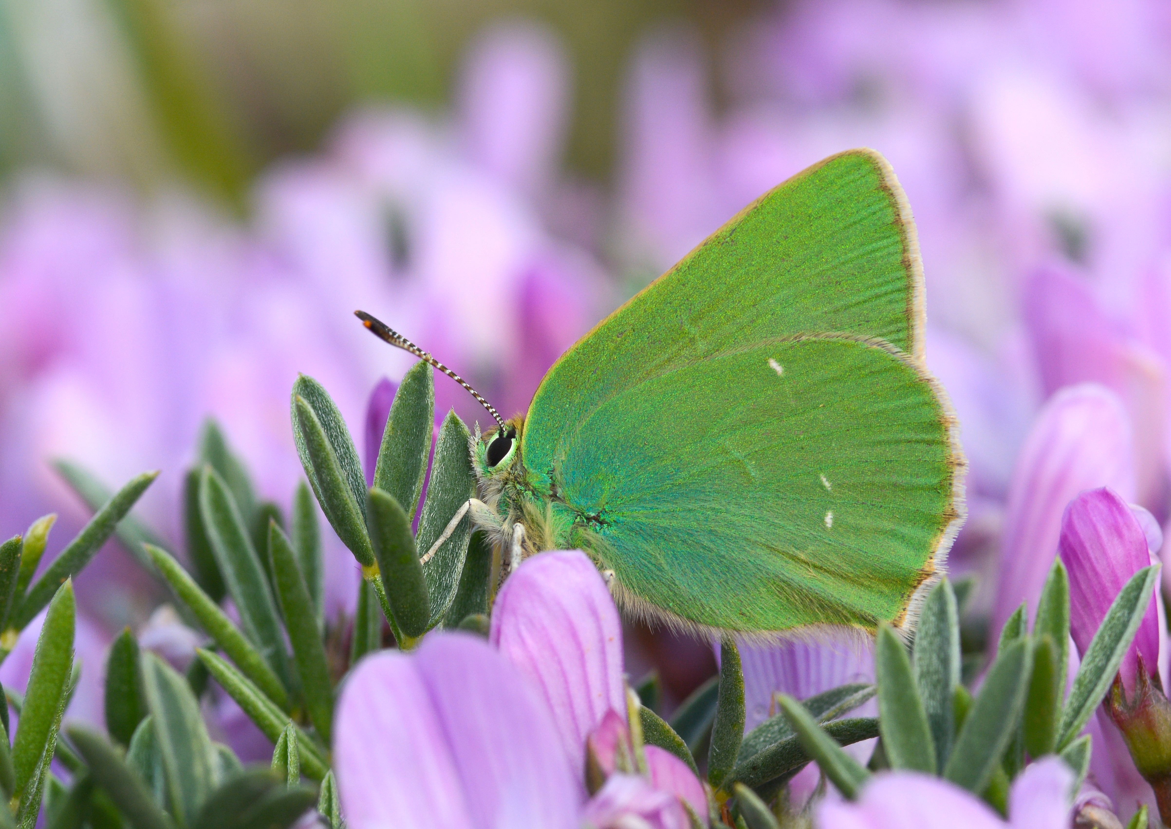 Callophrys paulae (Anadoluzümrütü) butterfly photo