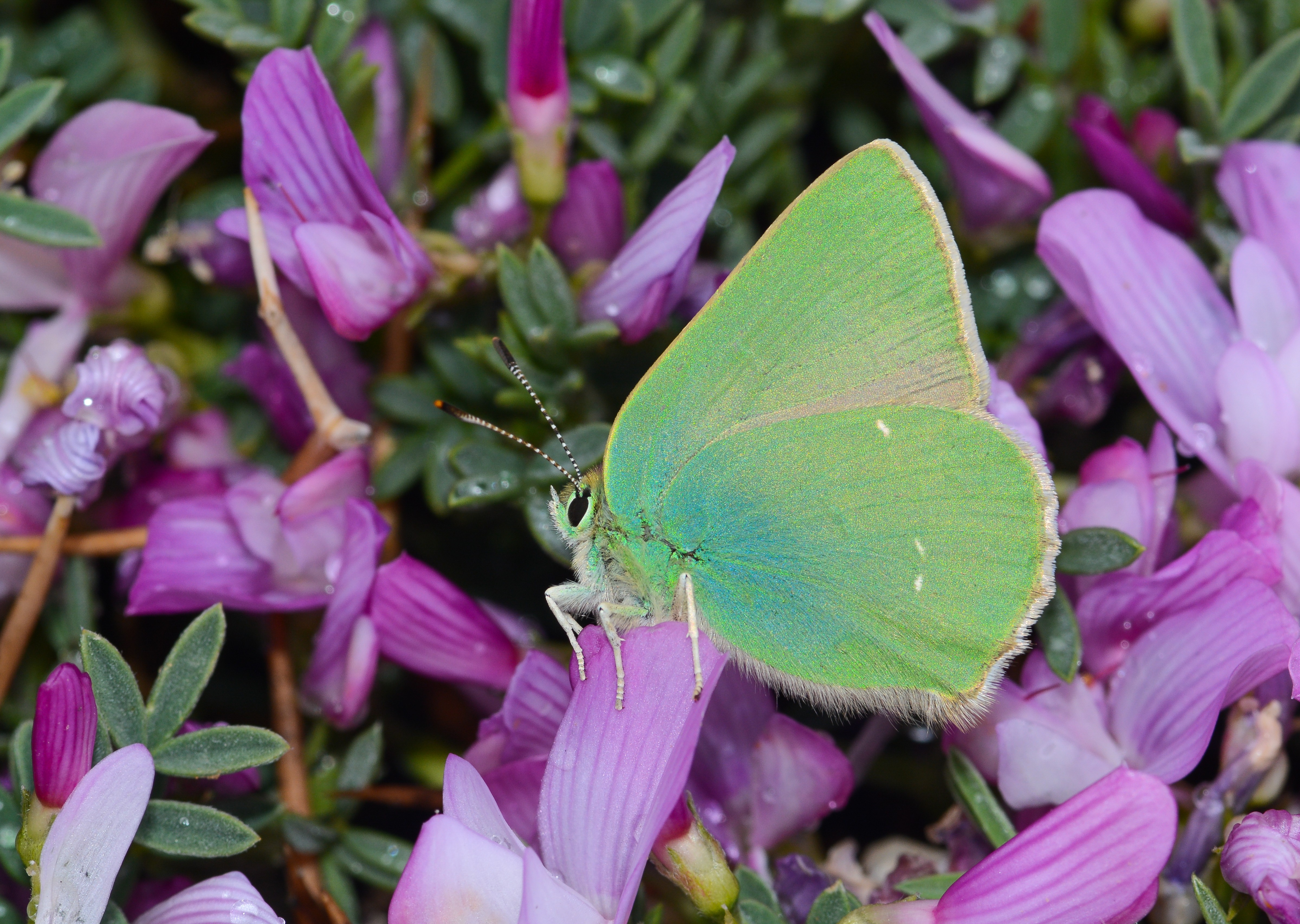 Callophrys paulae (Anadoluzümrütü) butterfly photo