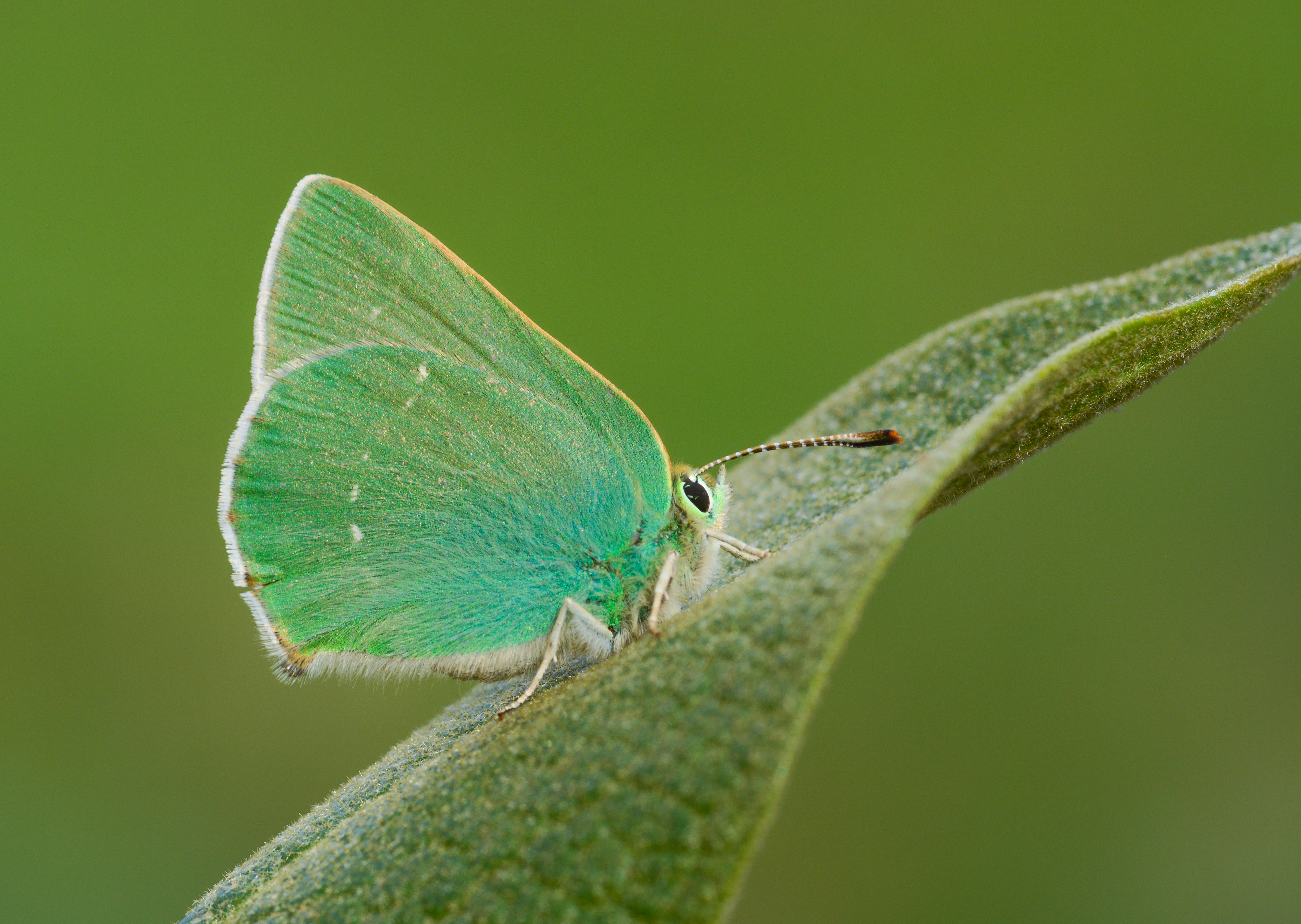 Callophrys paulae (Anadoluzümrütü) butterfly photo