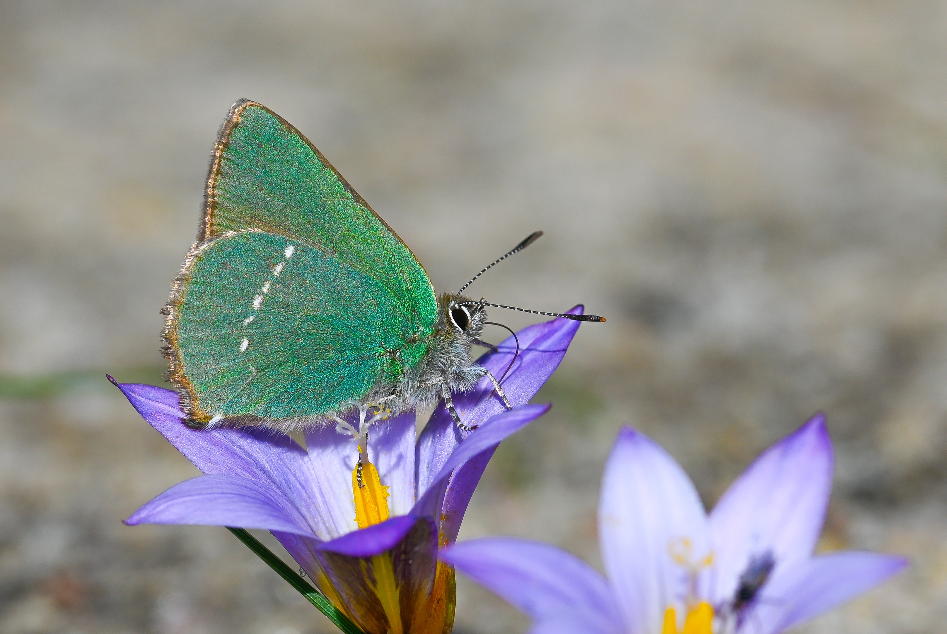 Callophrys rubi (Zümrüt) butterfly photo