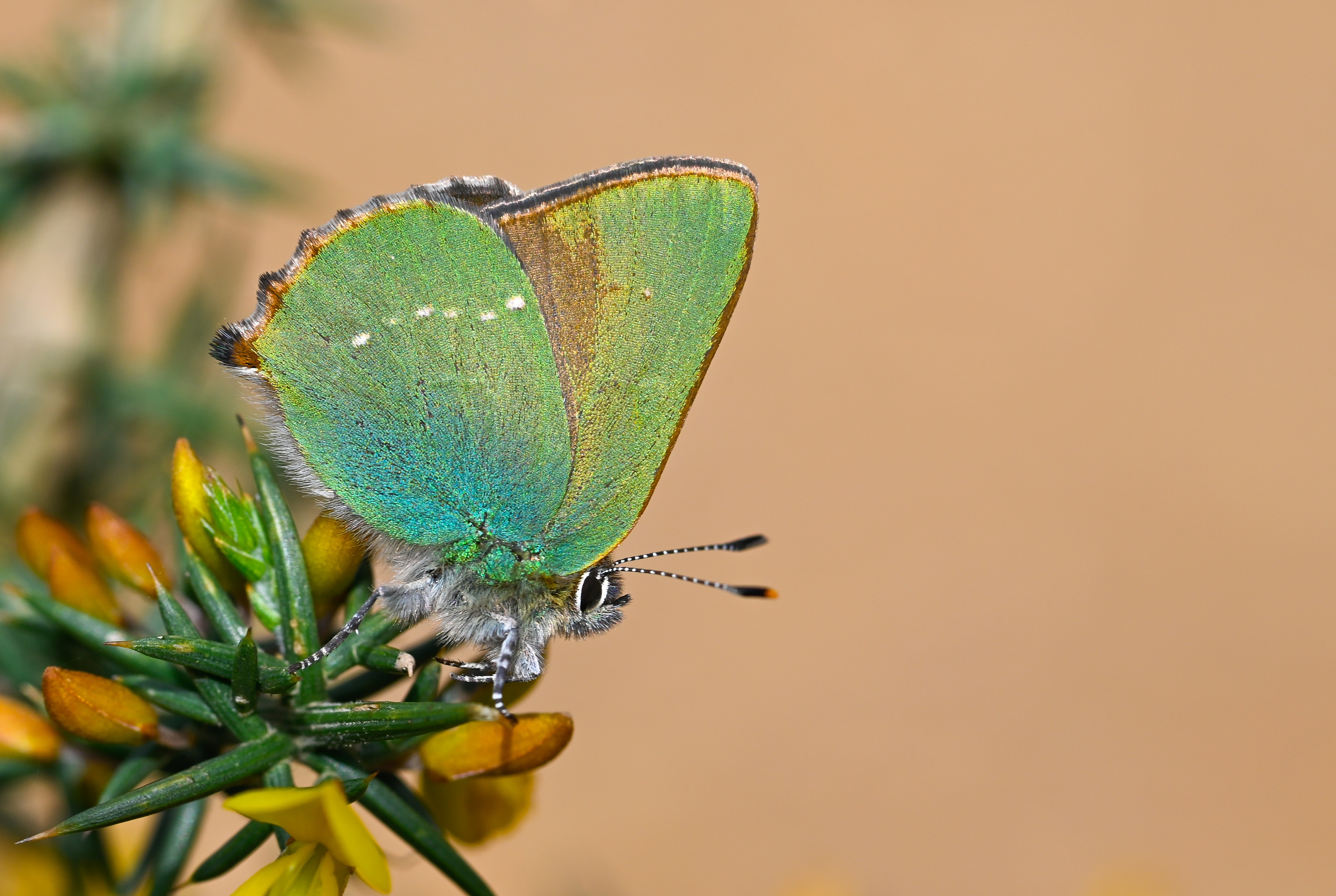 Callophrys rubi (Zümrüt) butterfly photo