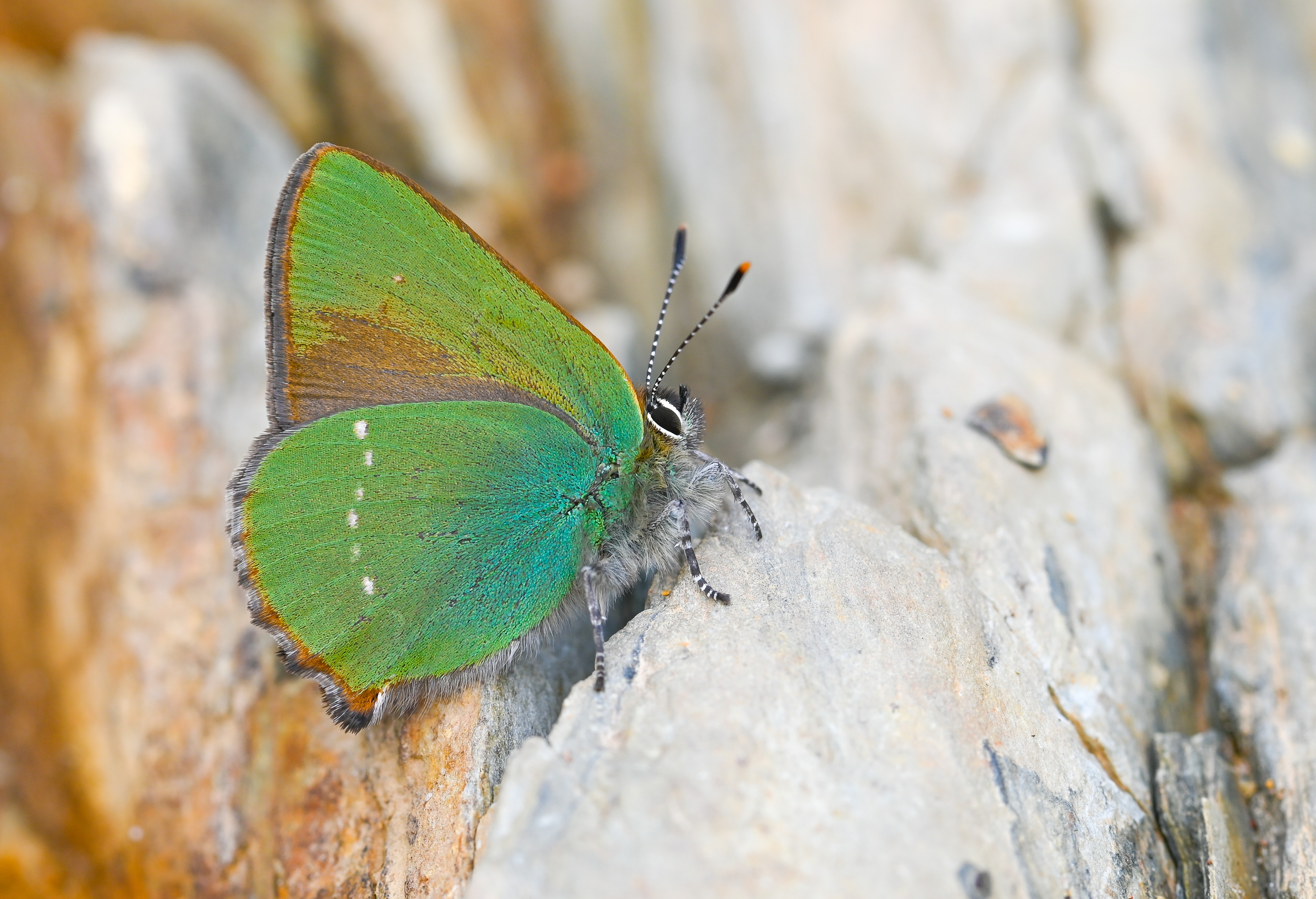 Callophrys rubi (Zümrüt) butterfly photo