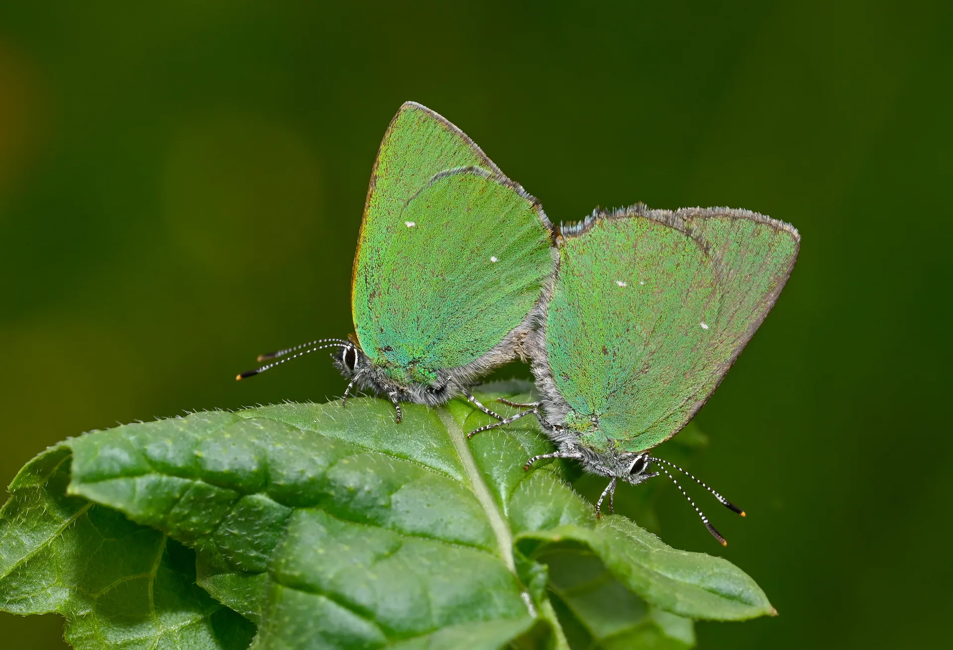 Callophrys rubi (ZÃ¼mrÃ¼t) butterfly photo