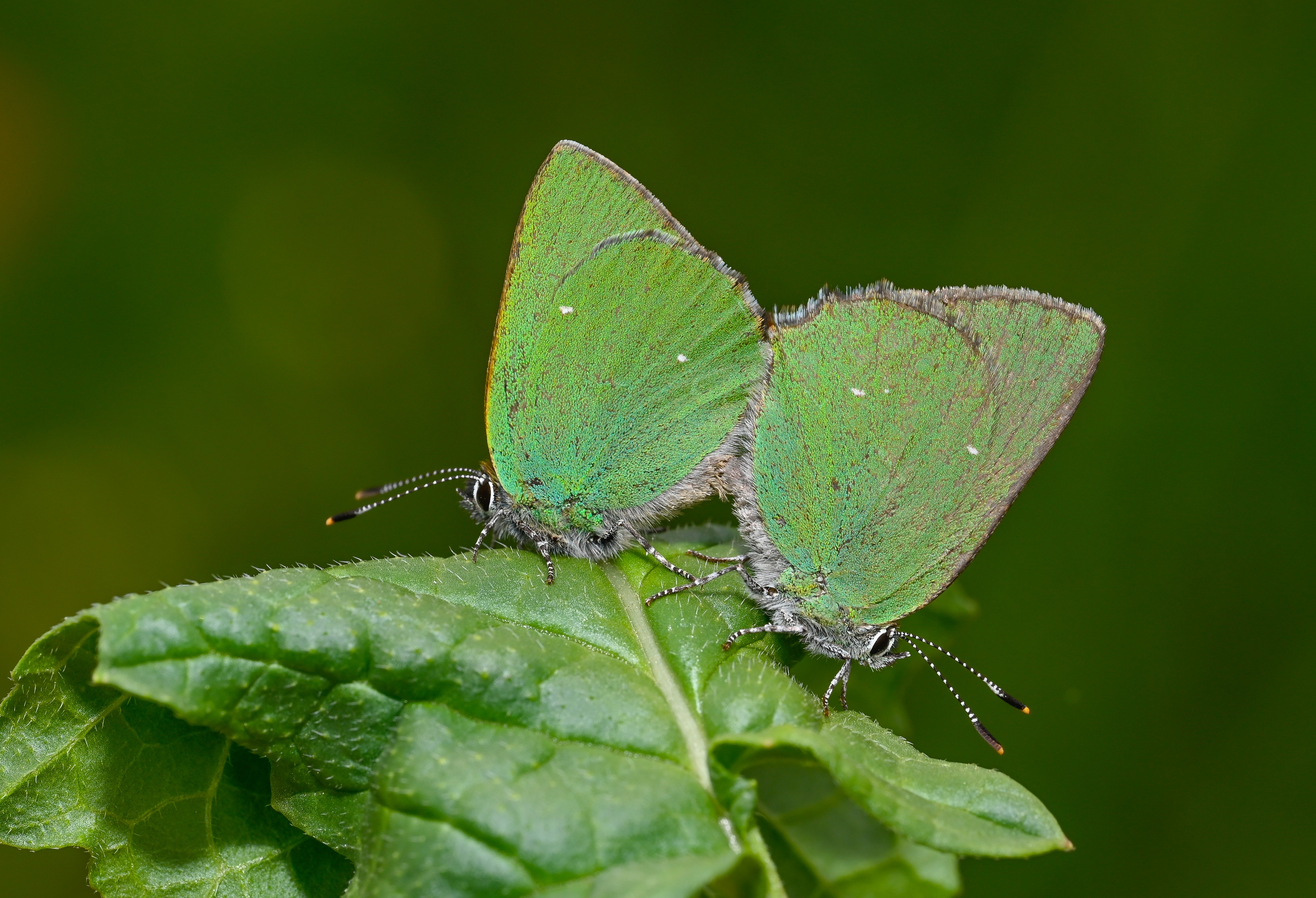 Callophrys rubi (Zümrüt) butterfly photo