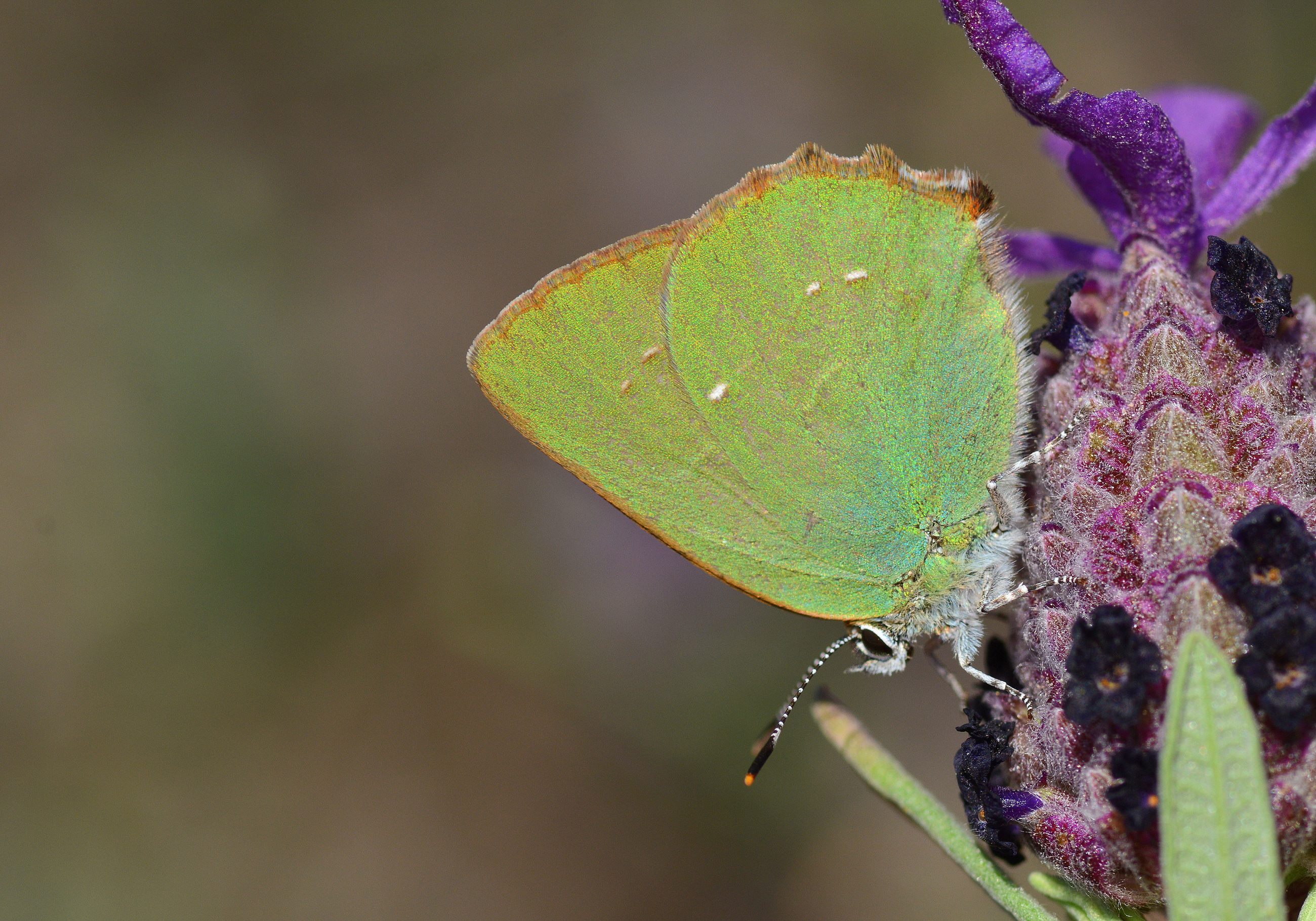 Callophrys rubi (Zümrüt) butterfly photo
