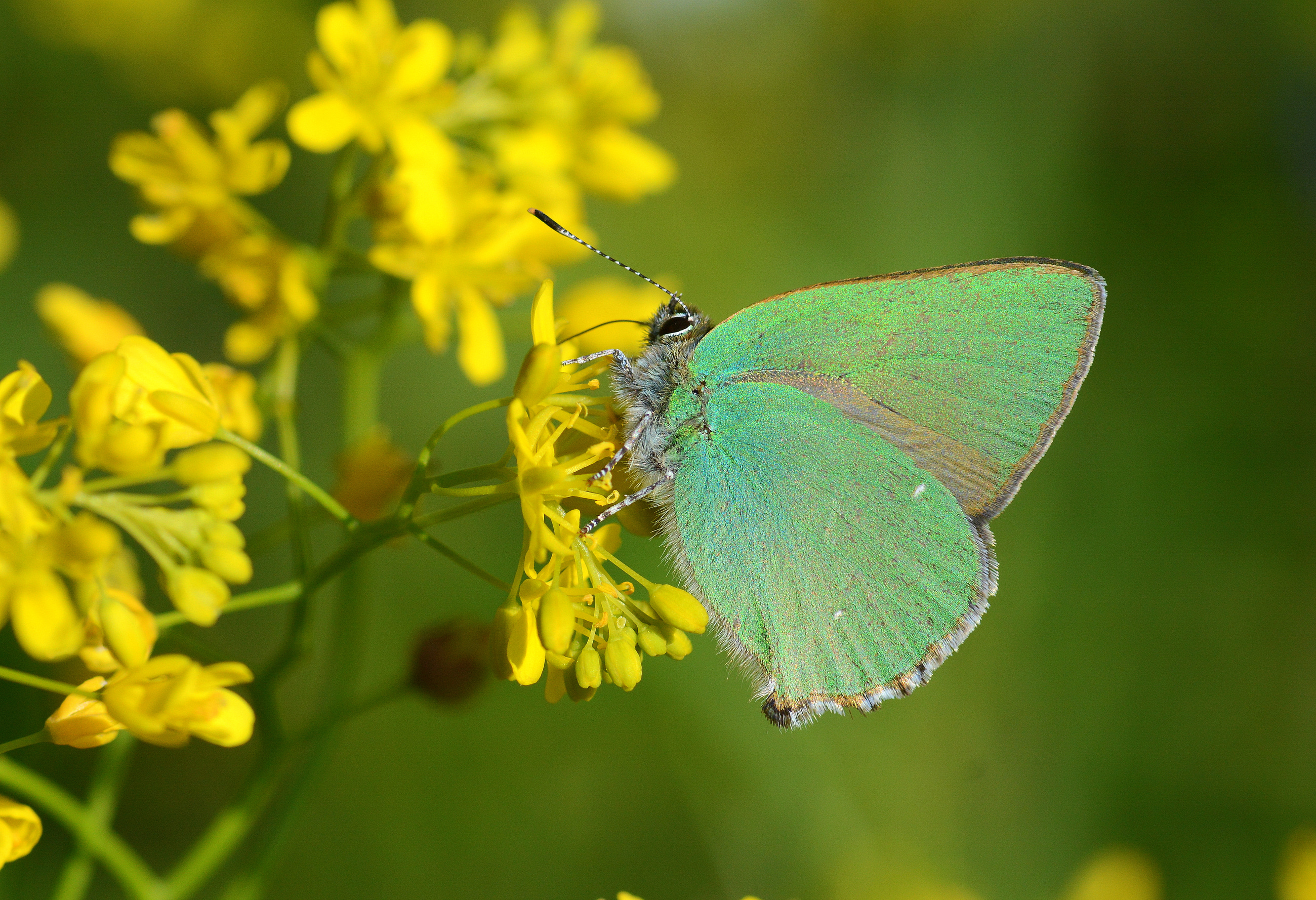 Callophrys rubi (Zümrüt) butterfly photo