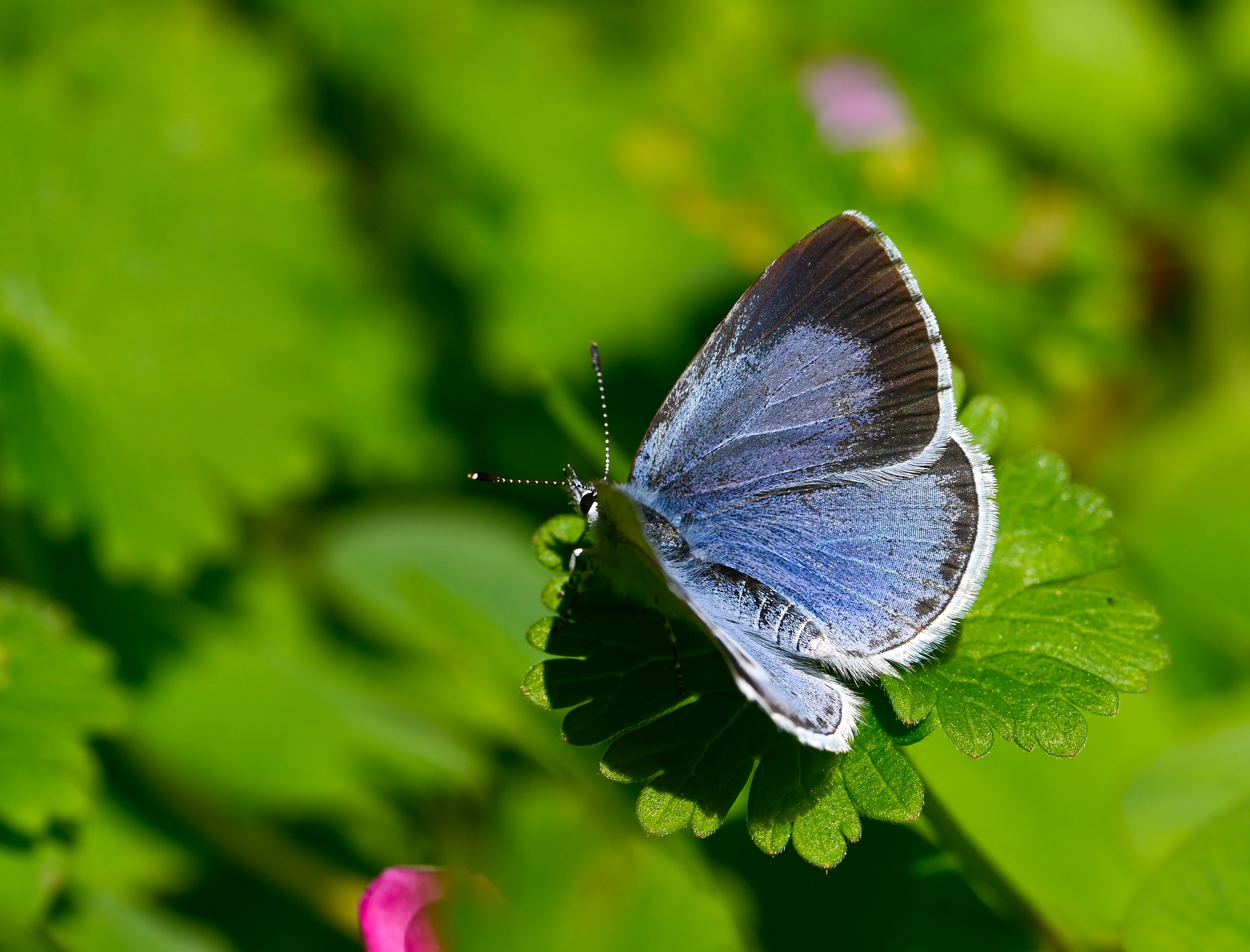 Celastrina argiolus (Kutsalmavi) butterfly photo