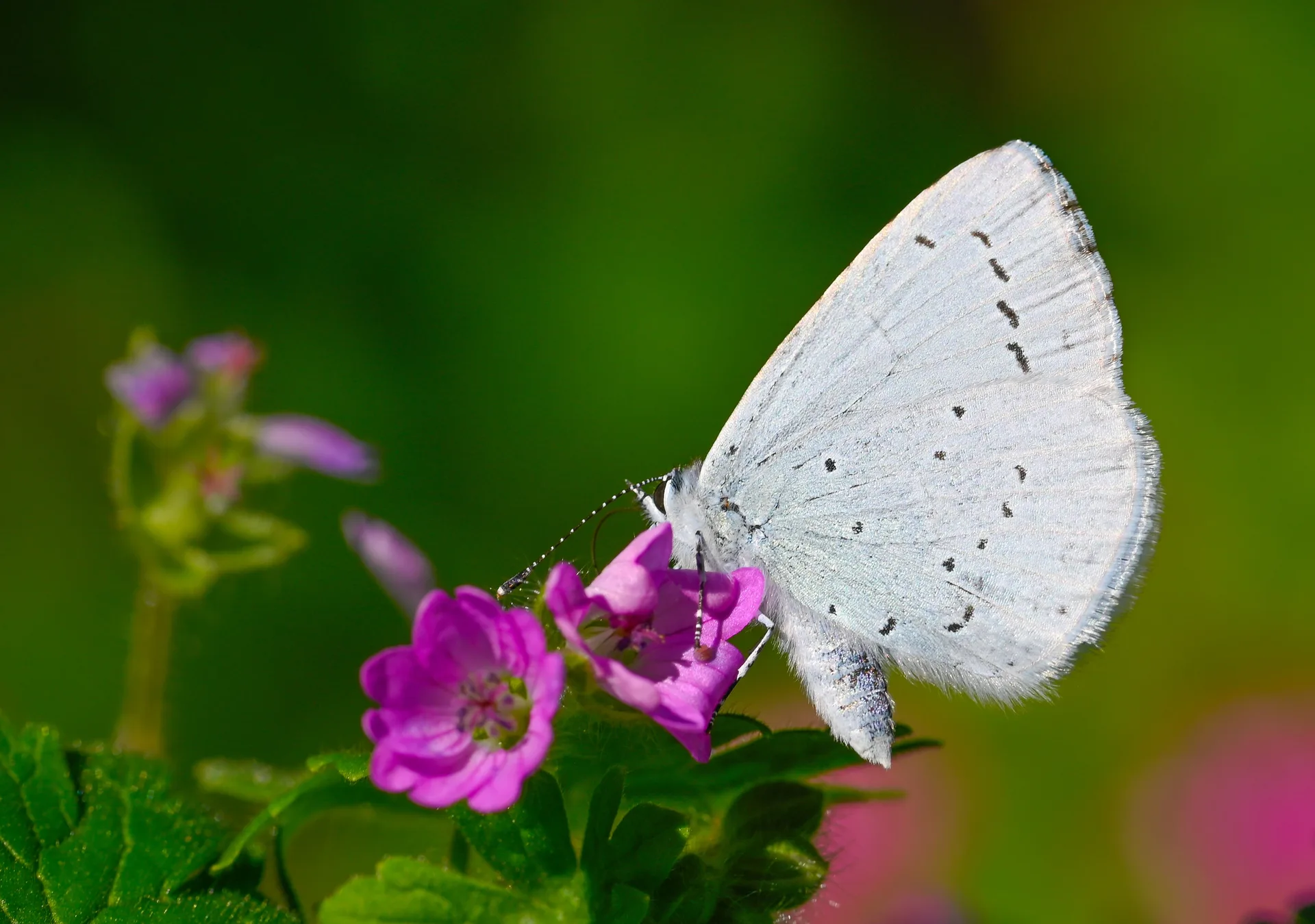Celastrina argiolus (Kutsalmavi) butterfly photo