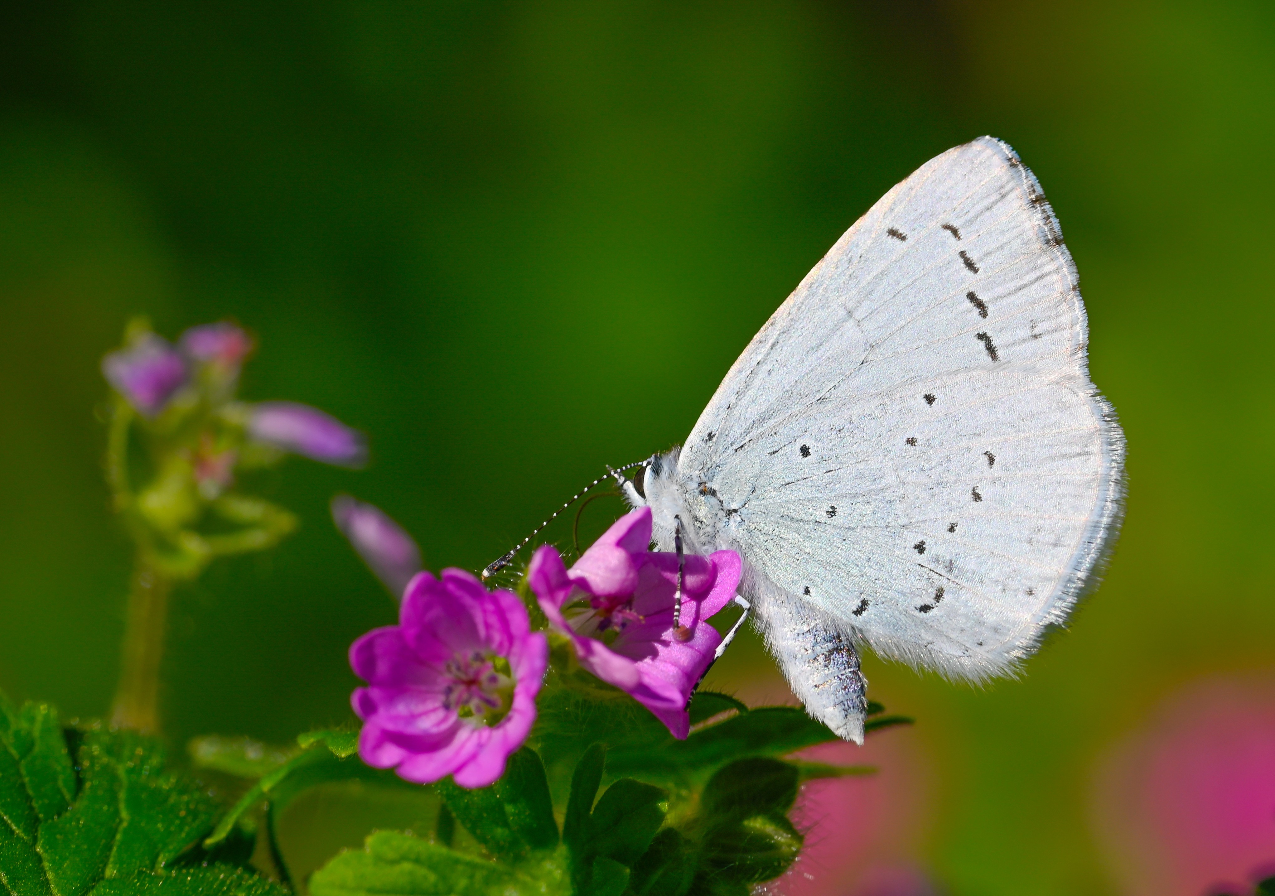 Celastrina argiolus (Kutsalmavi) butterfly photo