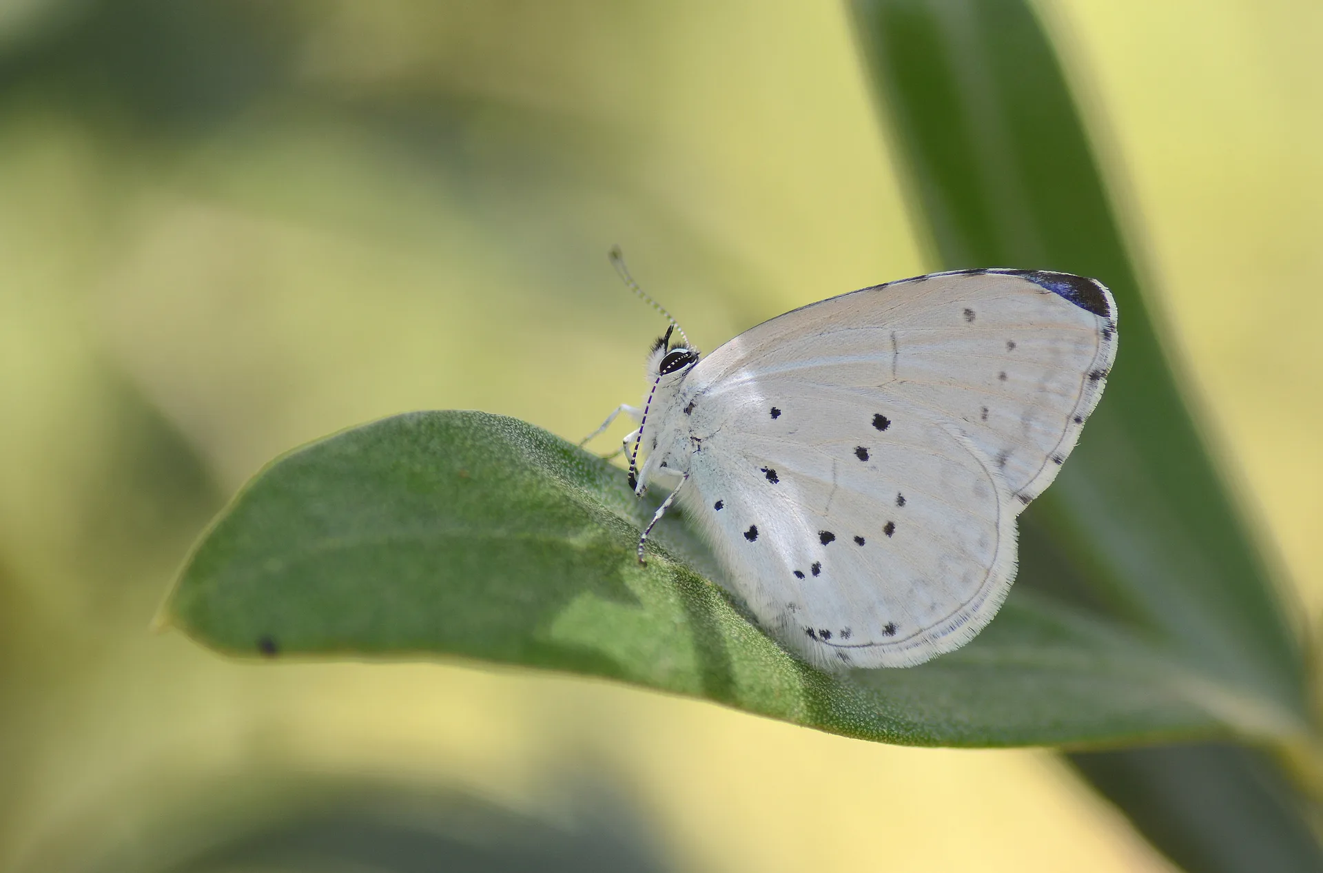Celastrina argiolus (Kutsalmavi) butterfly photo