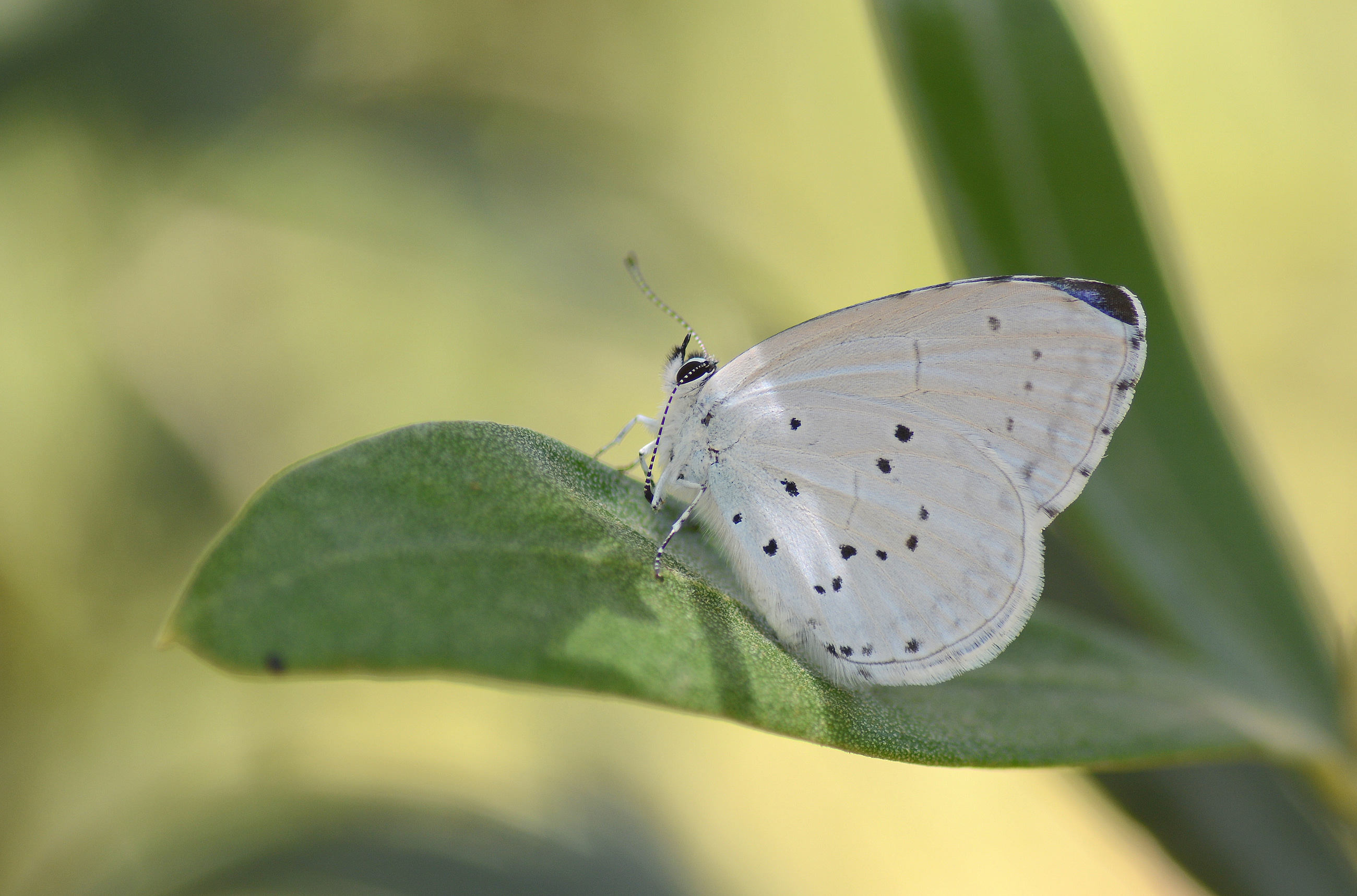 Celastrina argiolus (Kutsalmavi) butterfly photo