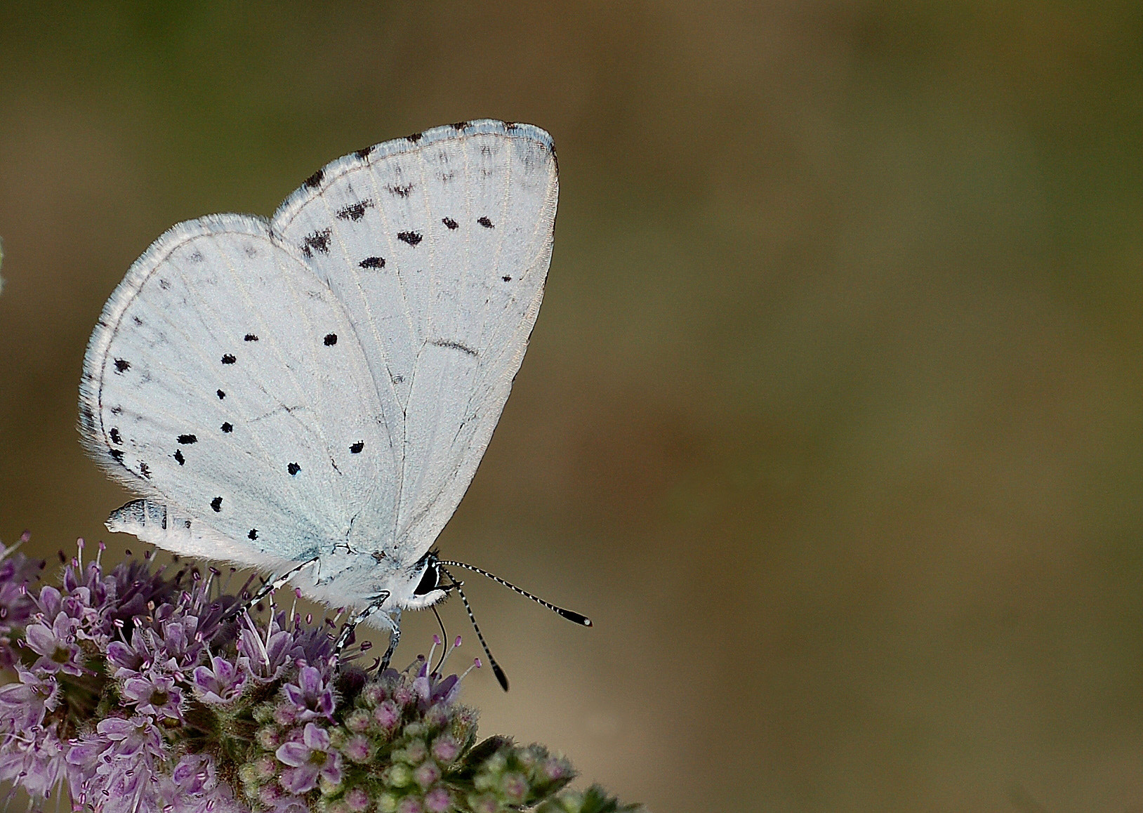 Celastrina argiolus (Kutsalmavi) butterfly photo