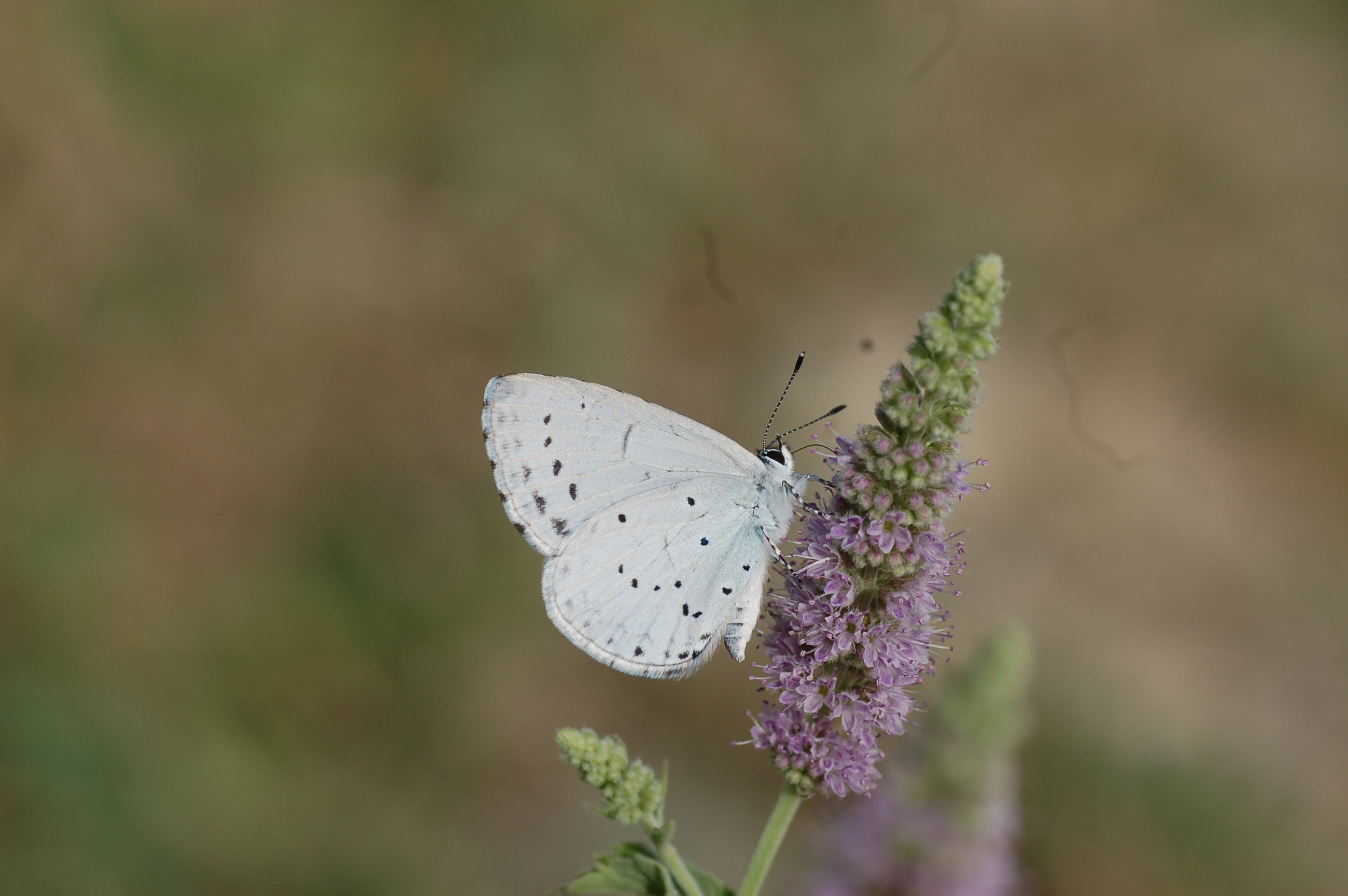 Celastrina argiolus (Kutsalmavi) butterfly photo