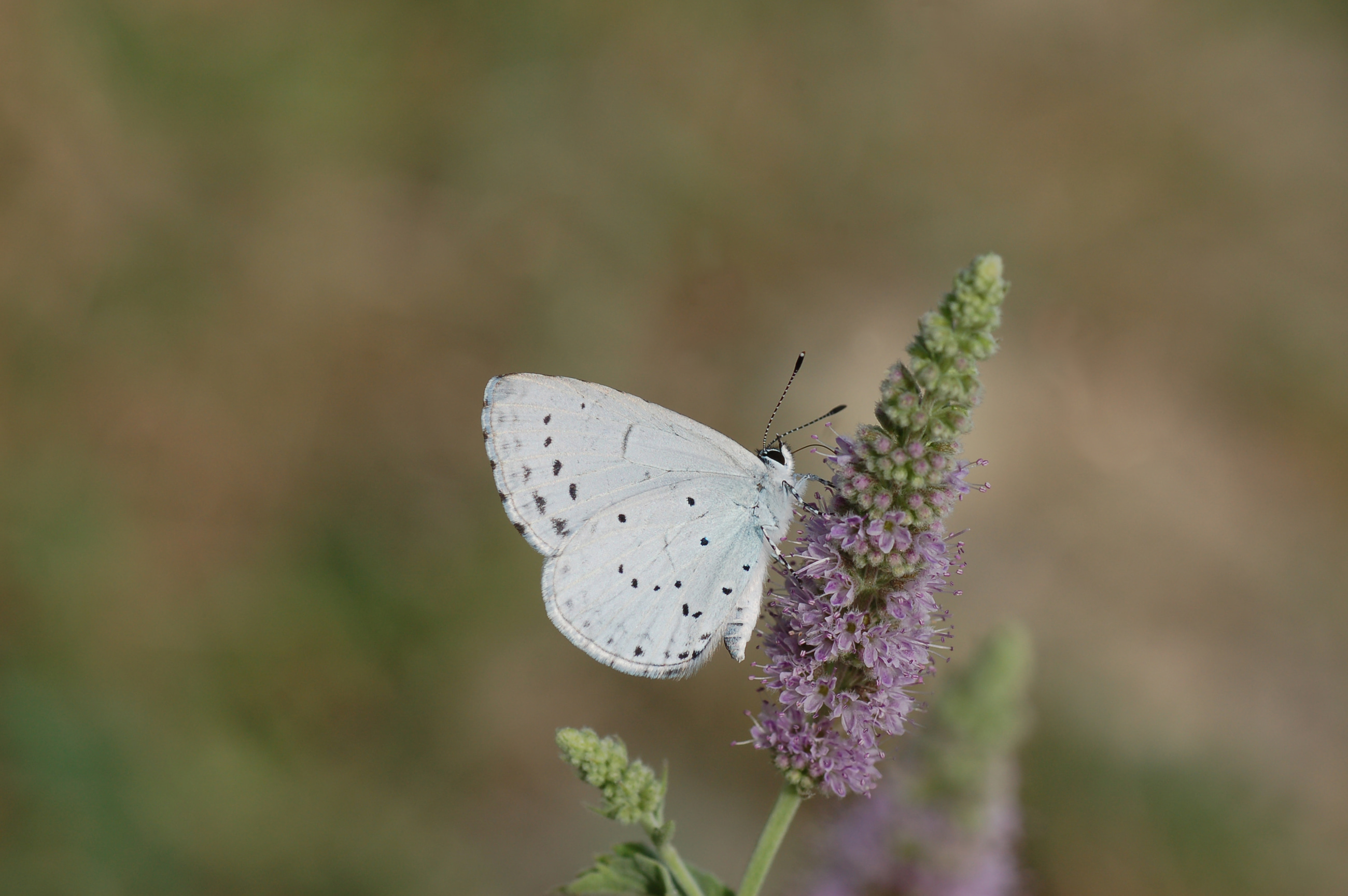 Celastrina argiolus (Kutsalmavi) butterfly photo