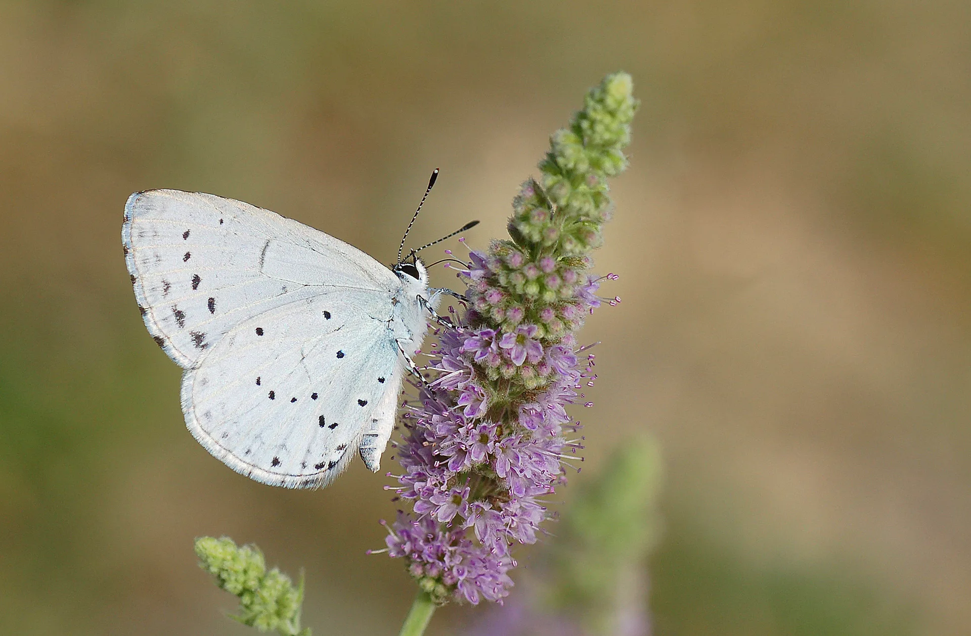 Celastrina argiolus (Kutsalmavi) butterfly photo