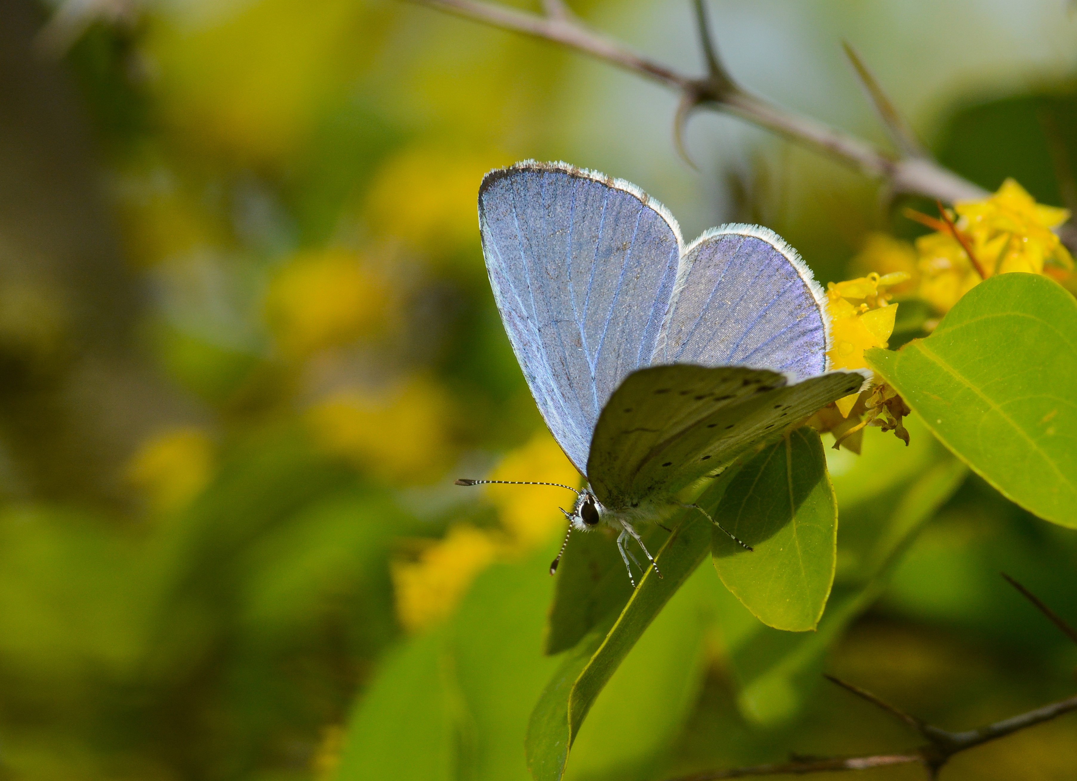 Celastrina argiolus (Kutsalmavi) butterfly photo
