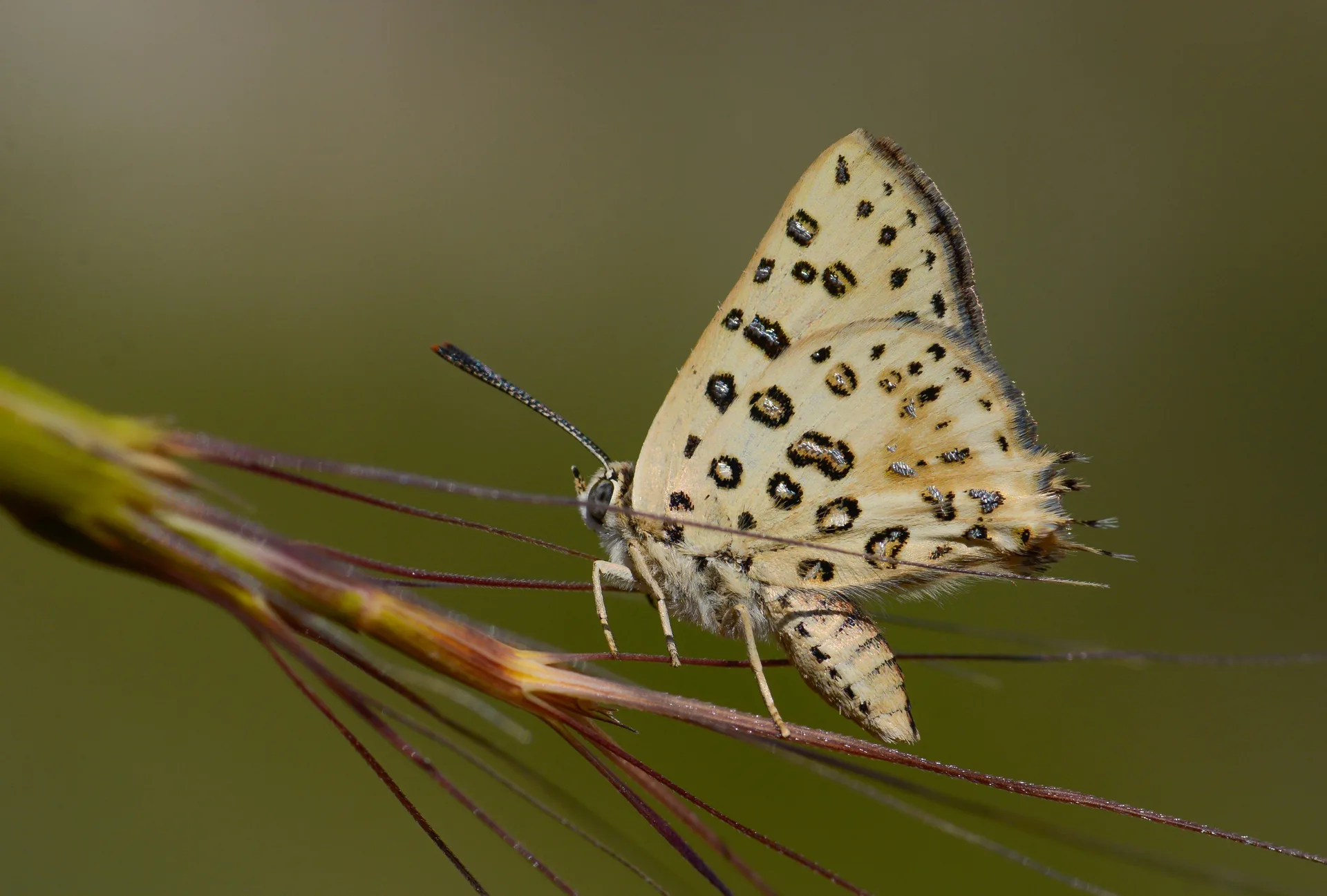 Cigaritis cilissa (Akdeniz Åeytancığı) butterfly photo
