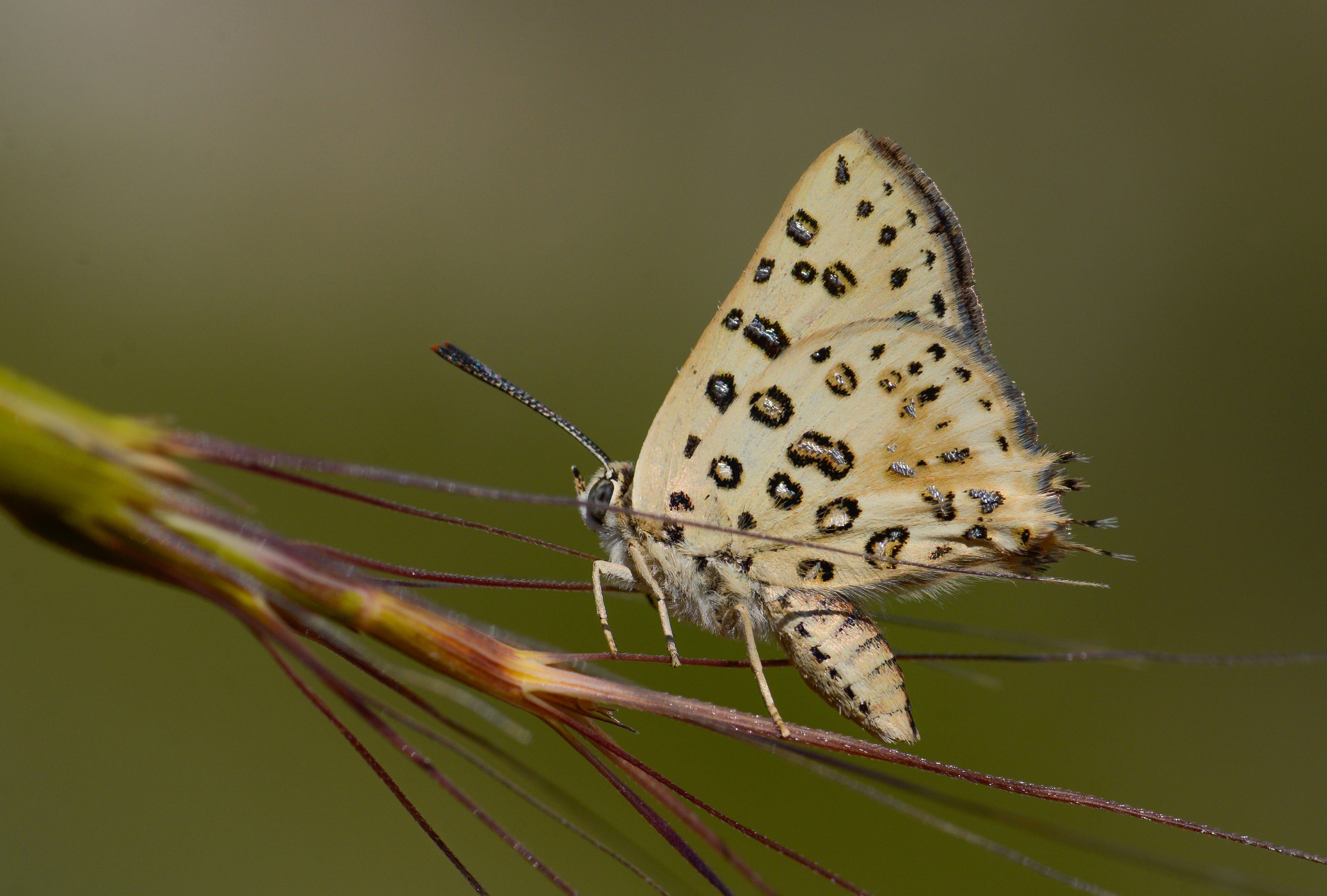 Cigaritis cilissa (Akdeniz Åeytancığı) butterfly photo