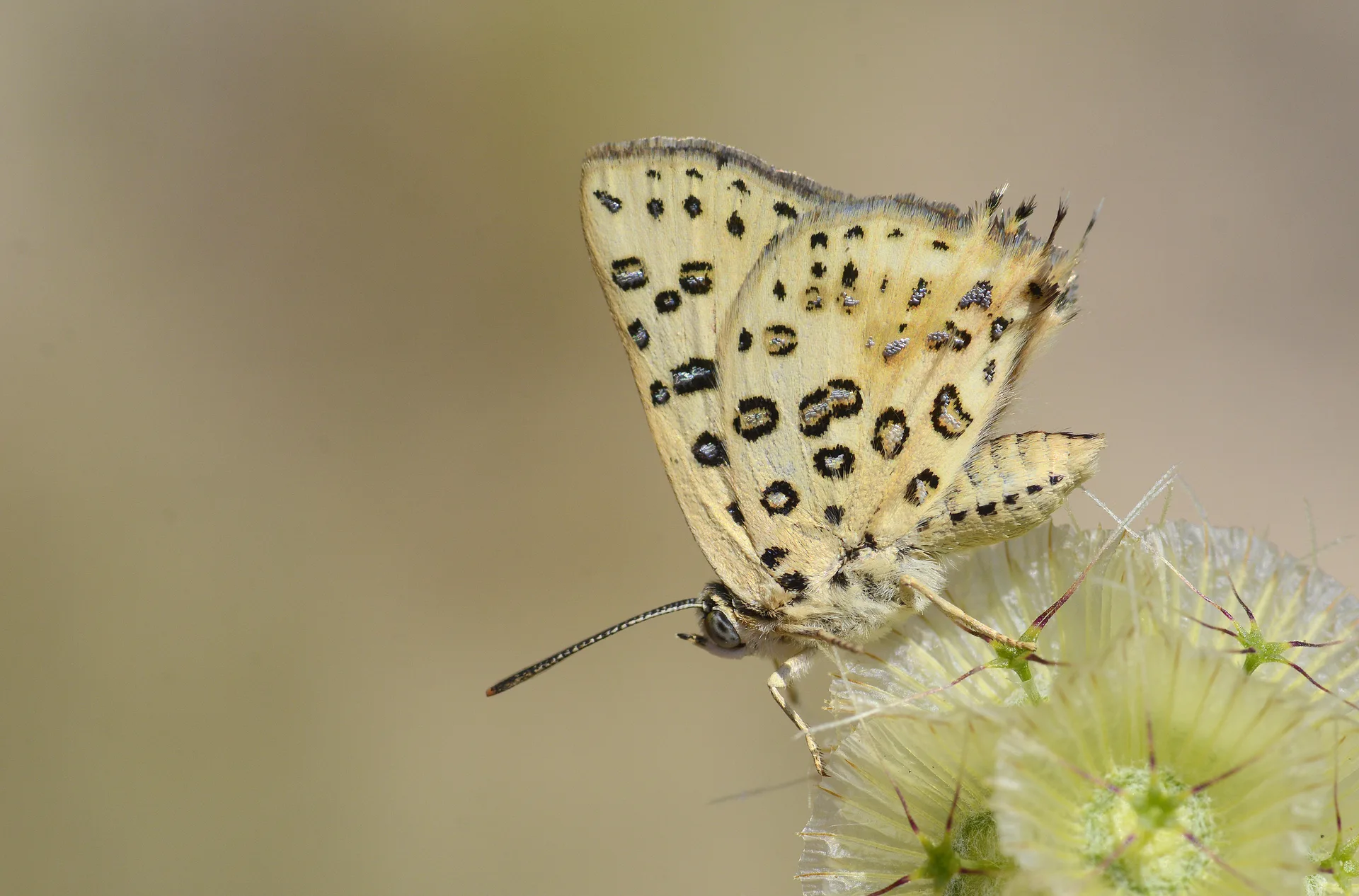 Cigaritis cilissa (Akdeniz ÅeytancÄ±ÄŸÄ±) butterfly photo