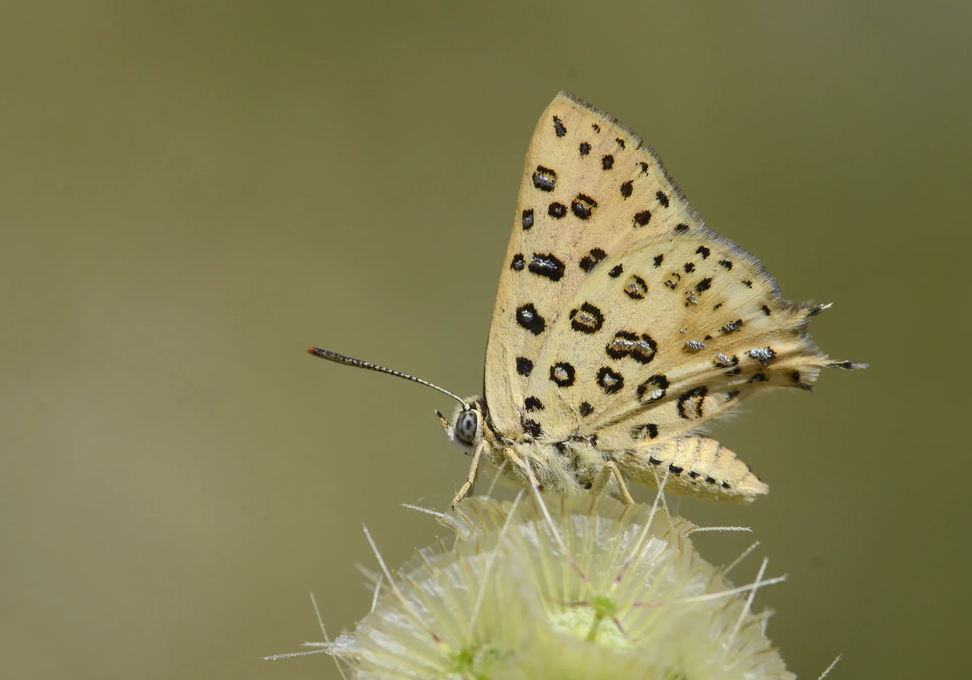 Cigaritis cilissa (Akdeniz ÅeytancÄ±ÄŸÄ±) butterfly photo