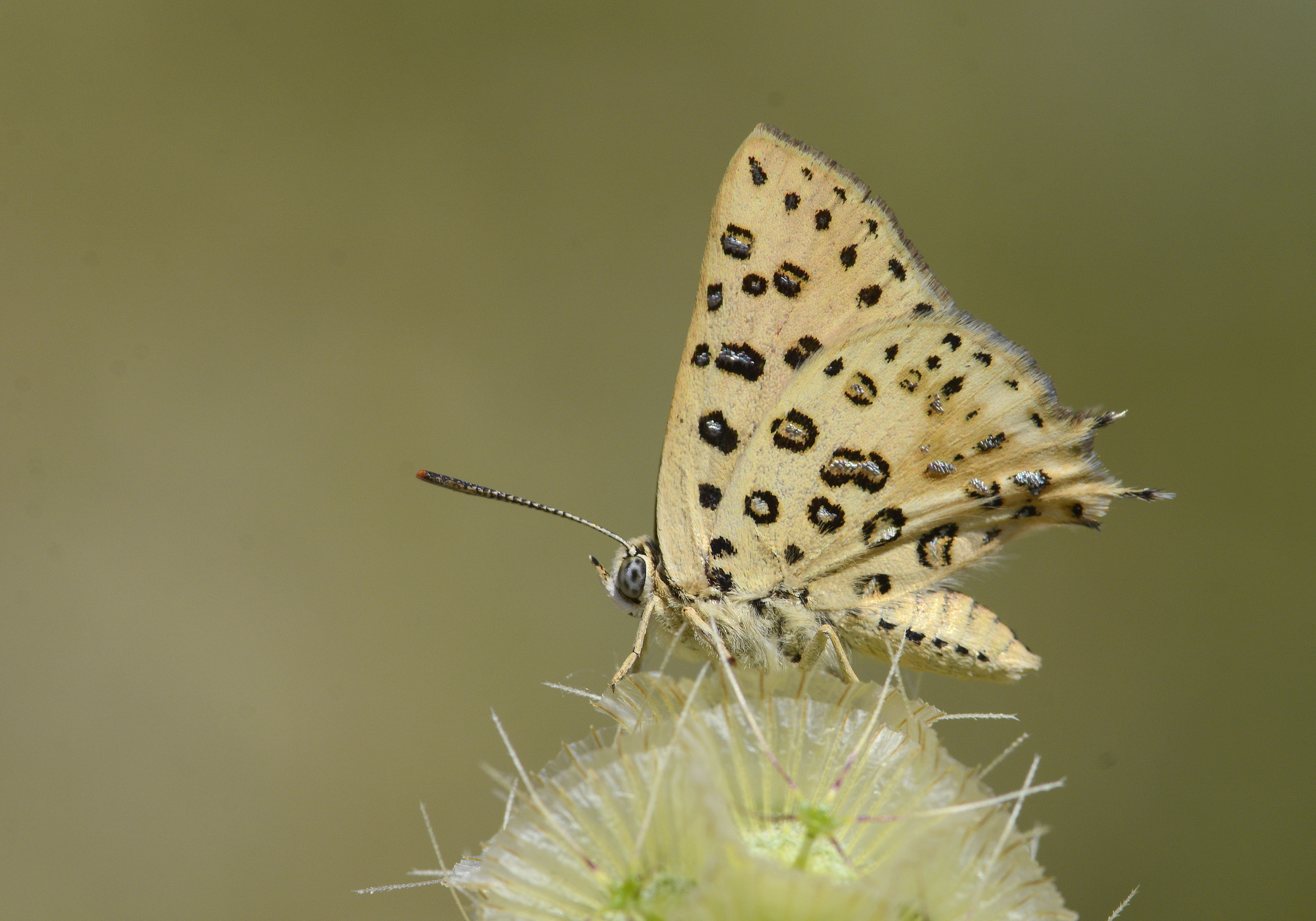 Cigaritis cilissa (Akdeniz Åeytancığı) butterfly photo