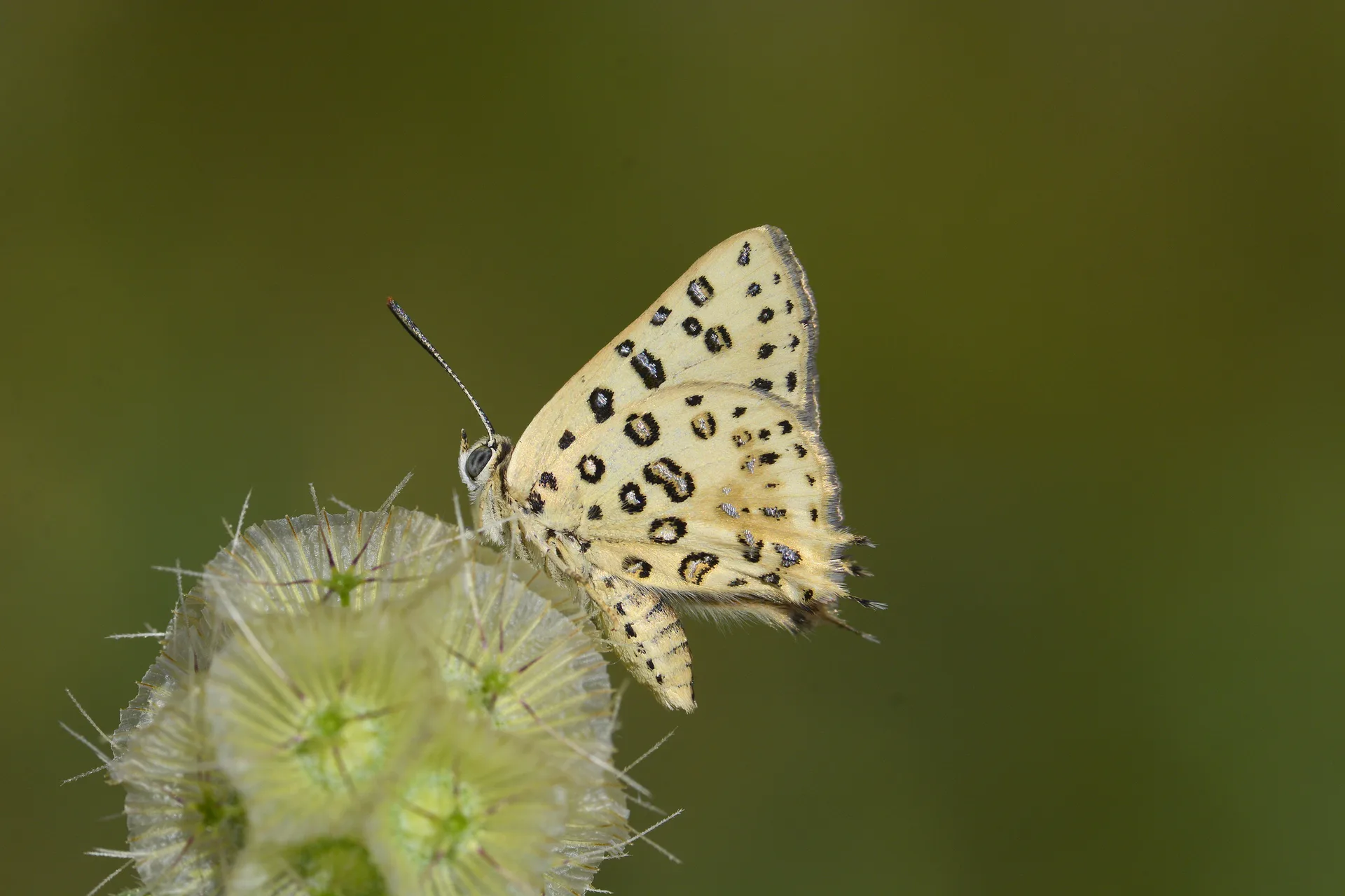 Cigaritis cilissa (Akdeniz ÅeytancÄ±ÄŸÄ±) butterfly photo