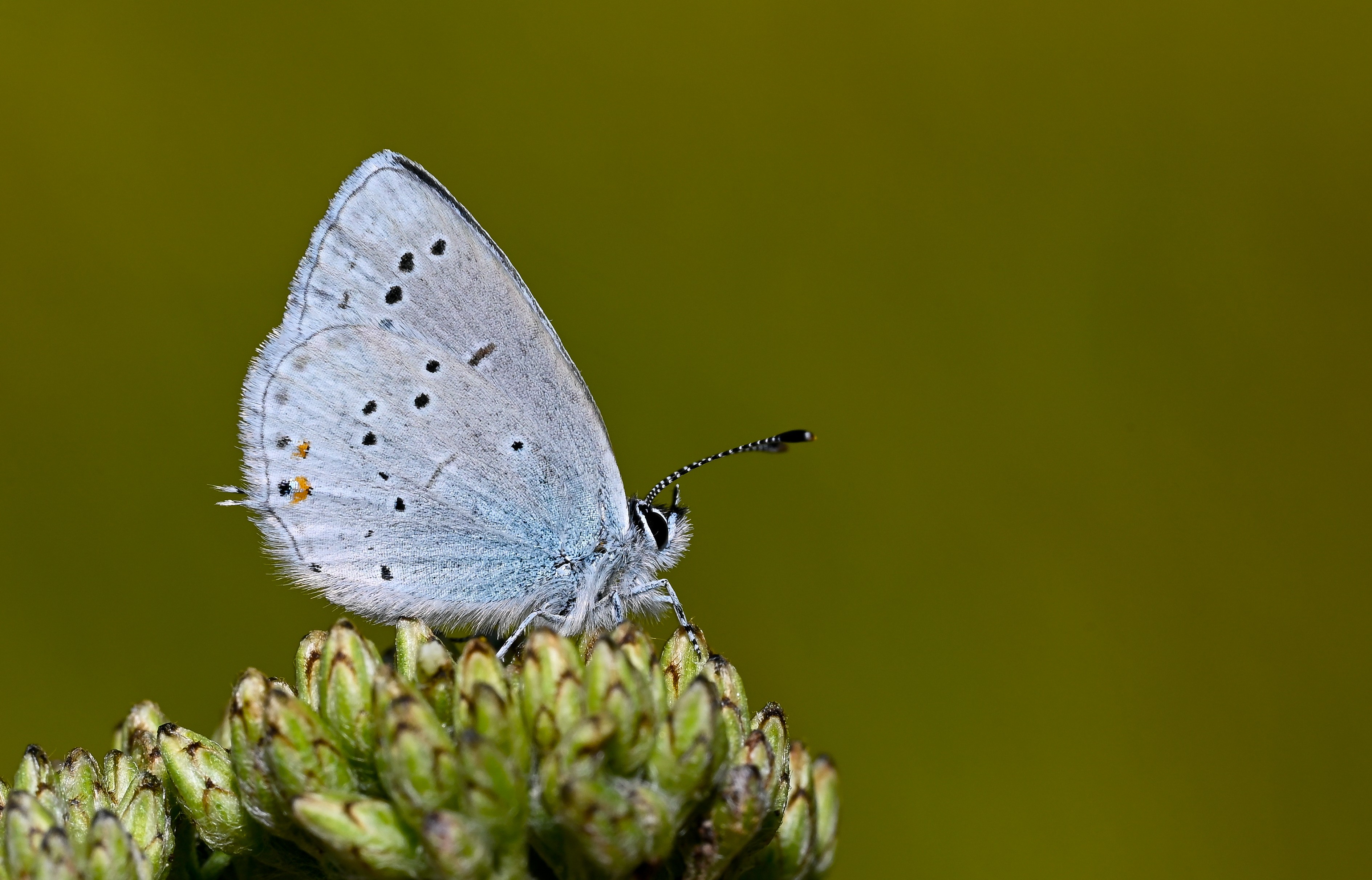 Cupido alcetas (Fransız Everesi) butterfly photo