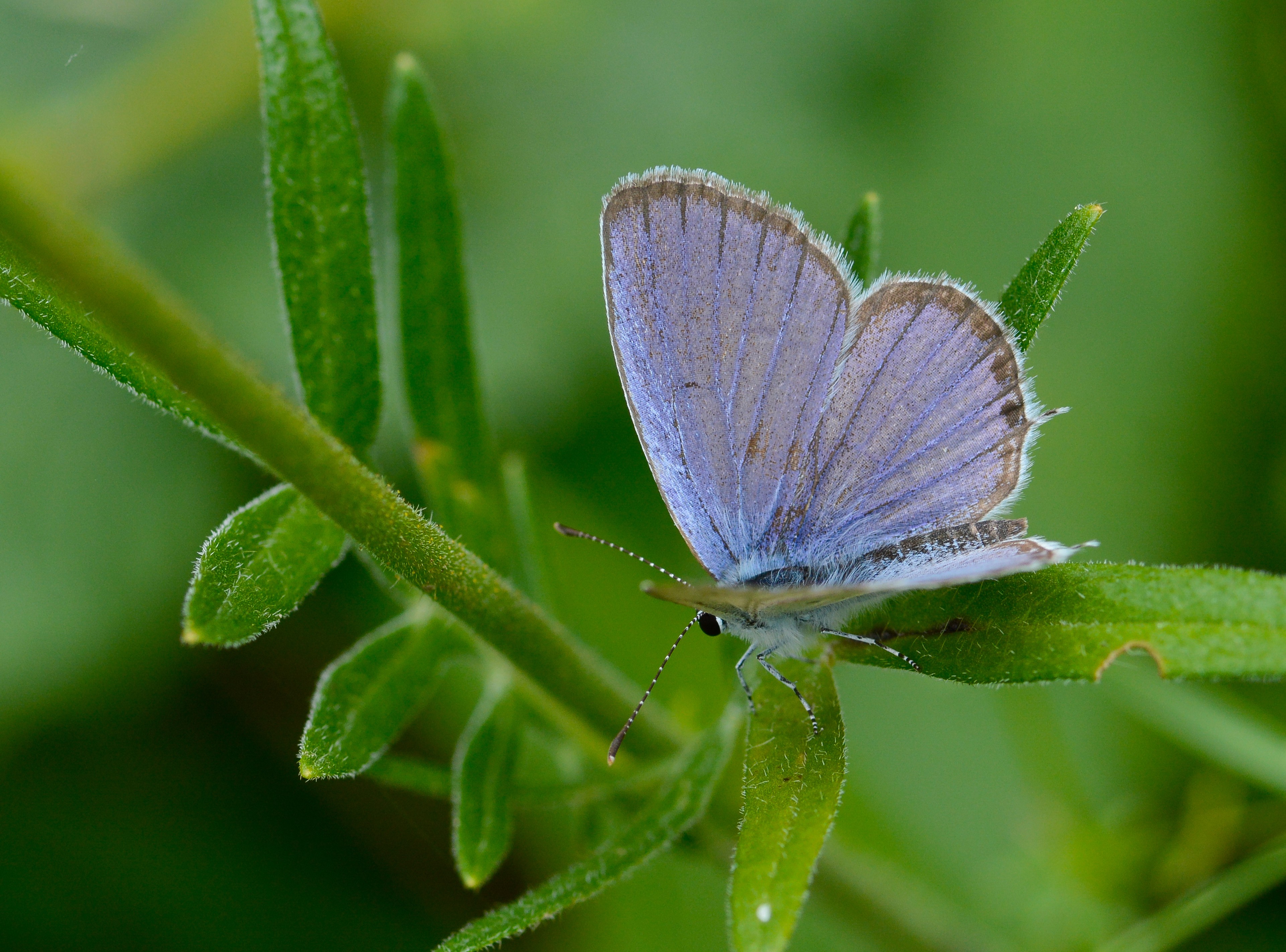 Cupido argiades (Everes) butterfly photo
