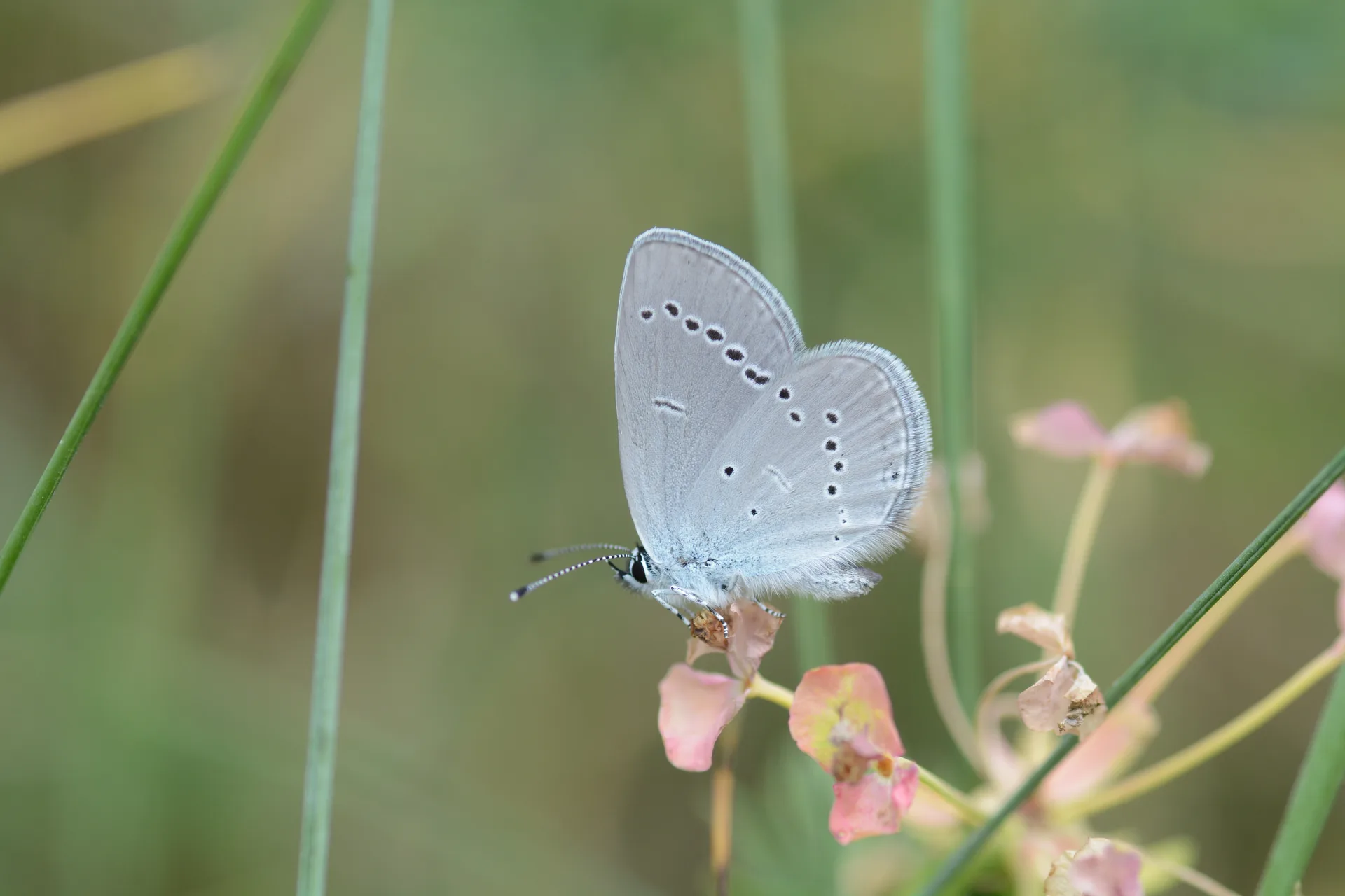Cupido minimus (Minik Kupid) butterfly photo