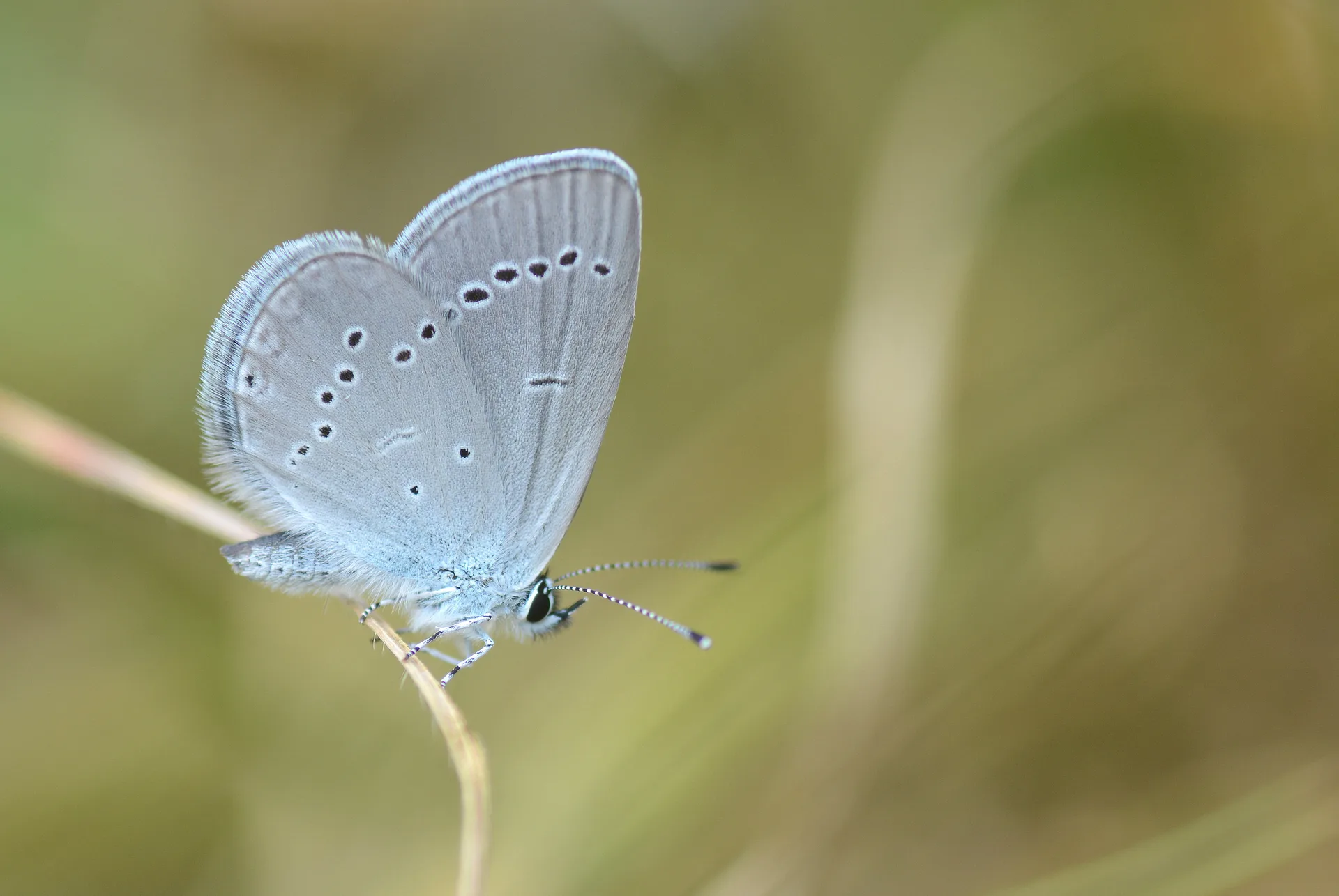 Cupido minimus (Minik Kupid) butterfly photo