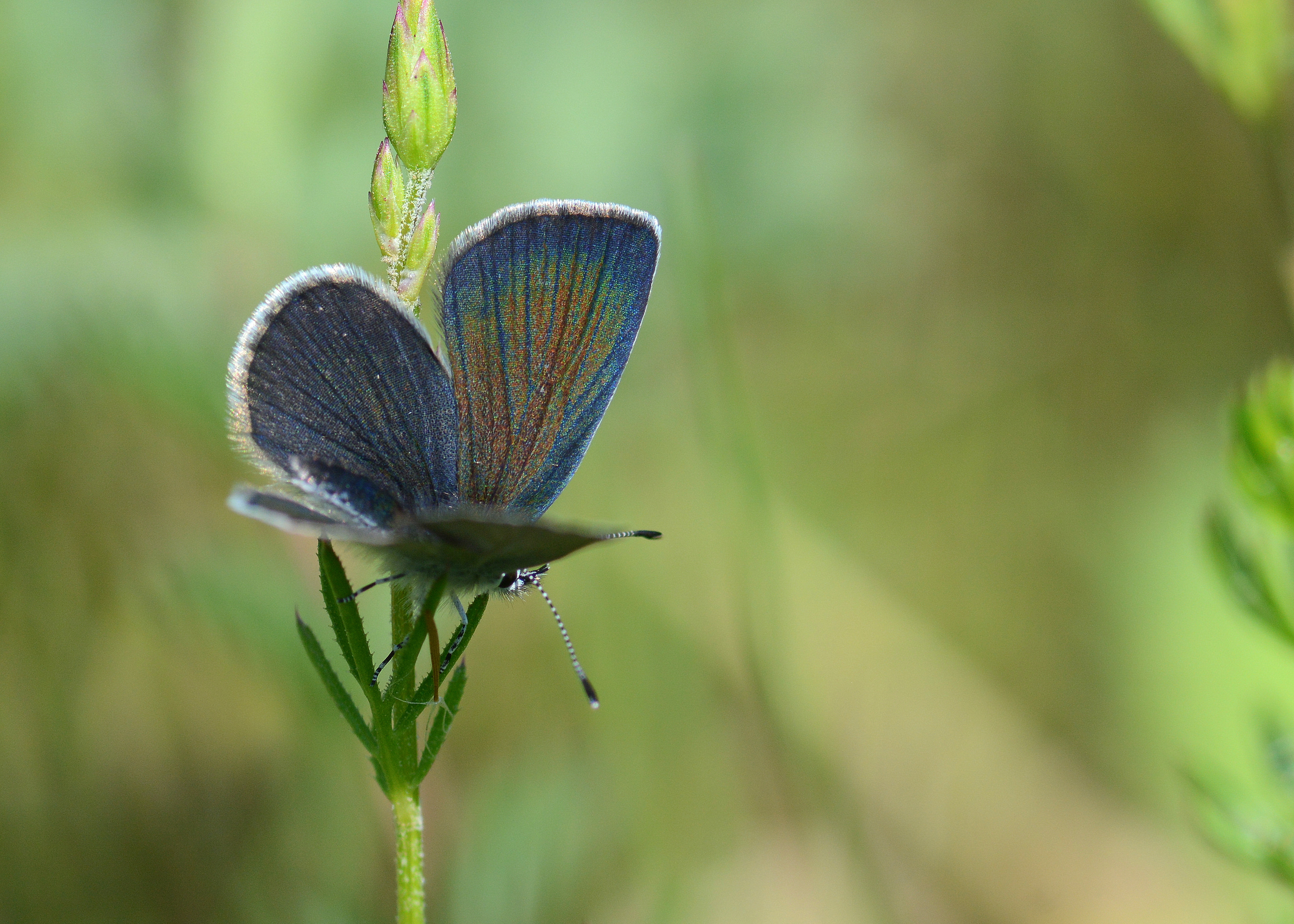 Cupido minimus (Minik Kupid) butterfly photo