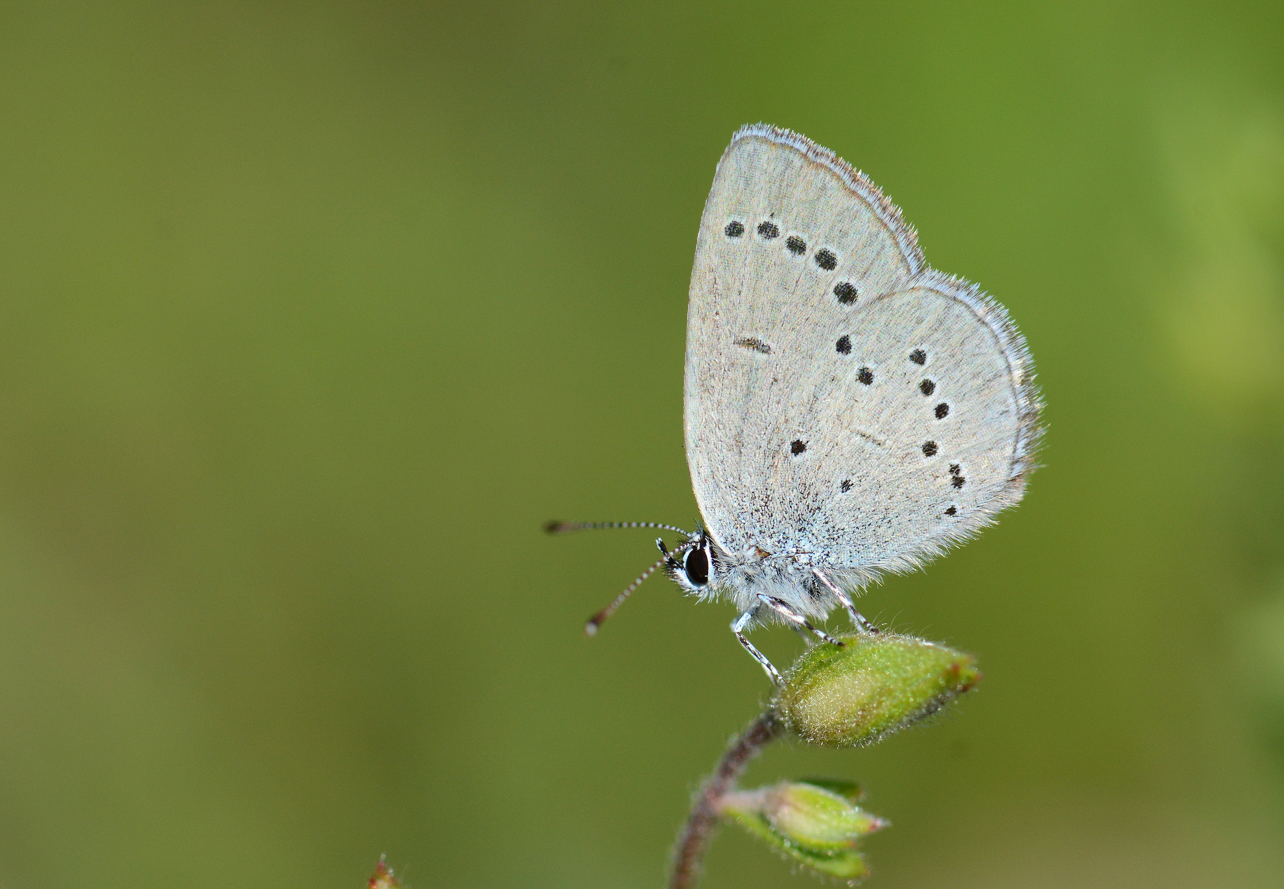 Cupido minimus (Minik Kupid) butterfly photo