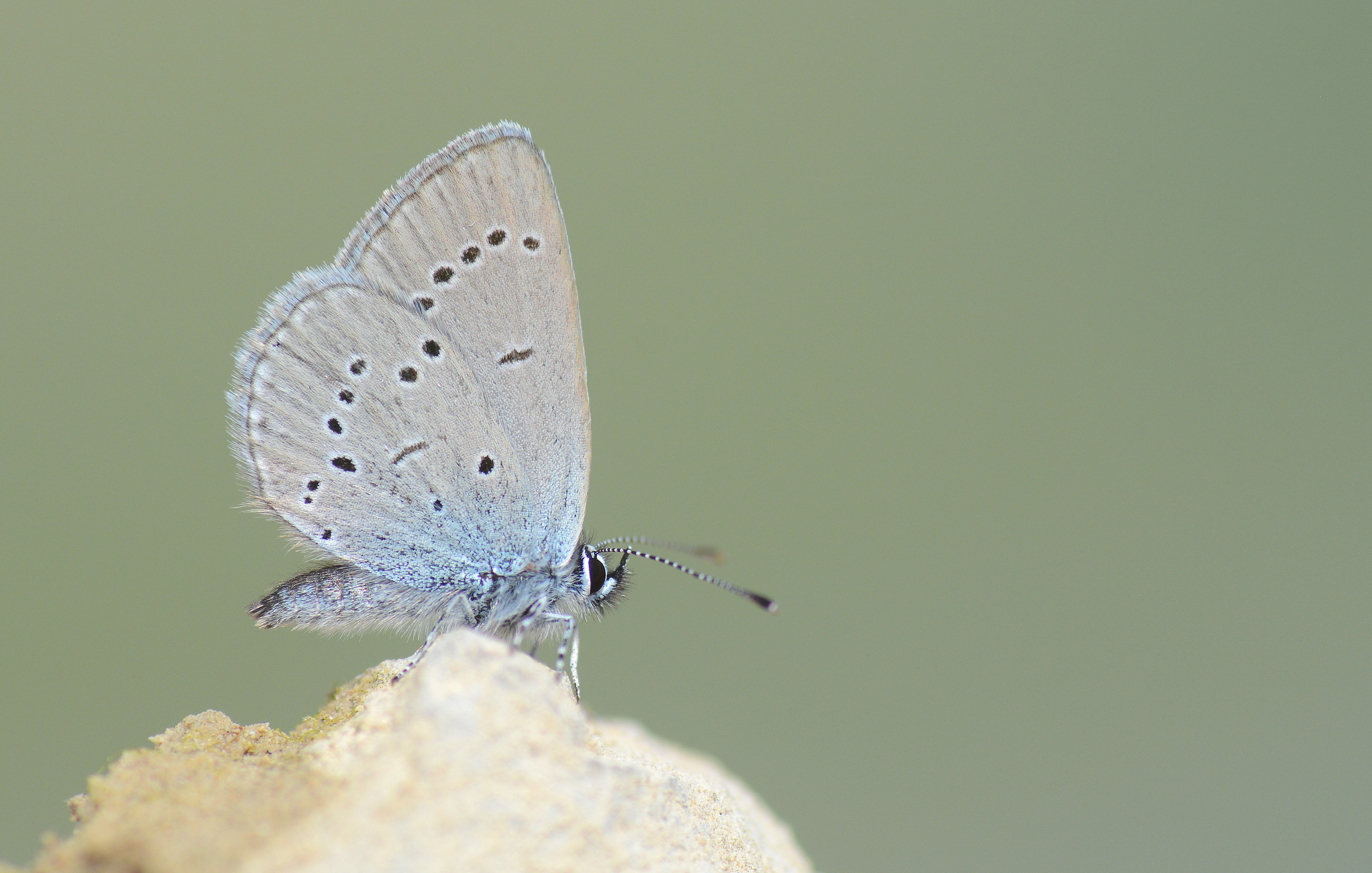Cupido minimus (Minik Kupid) butterfly photo