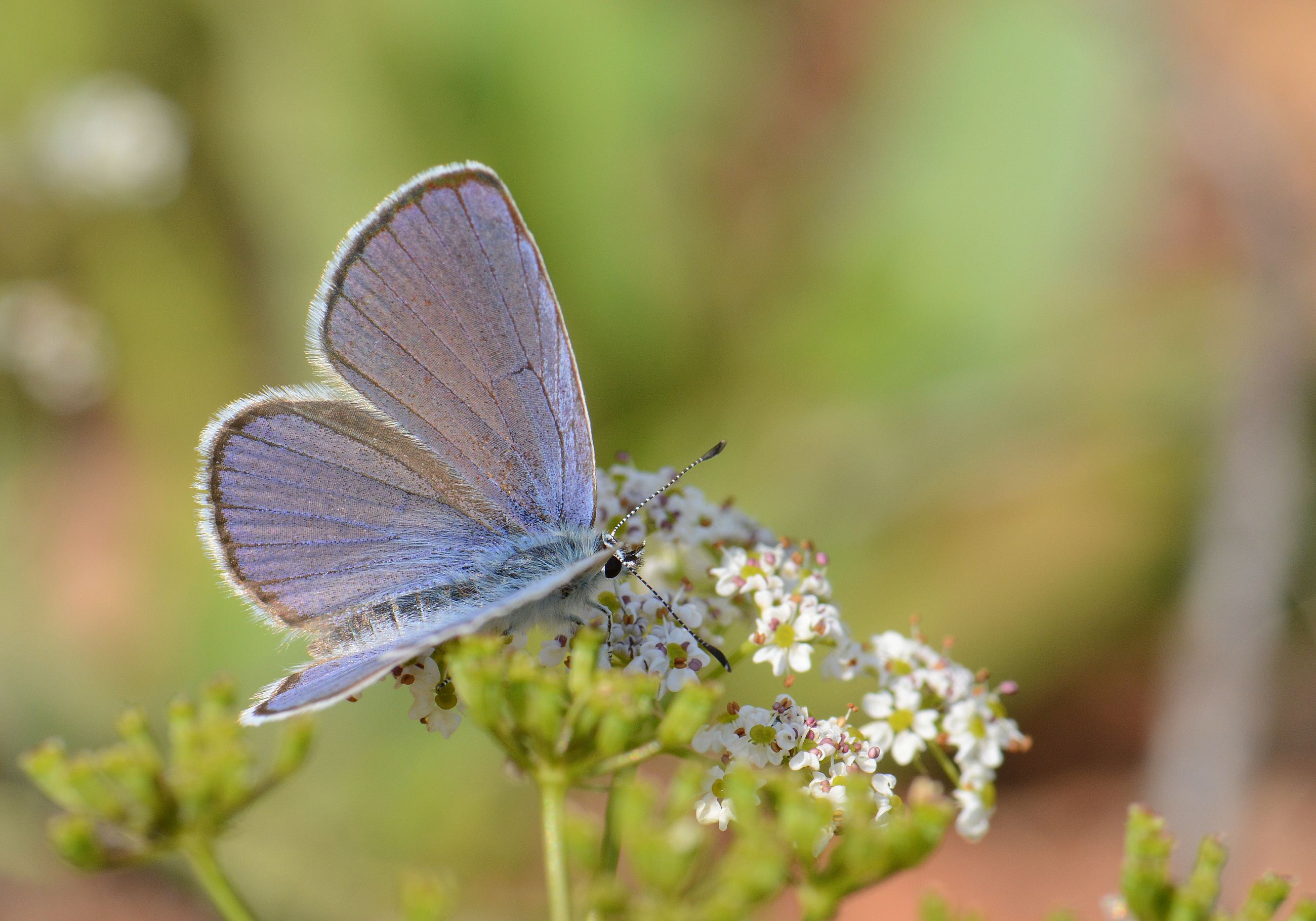 Cupido osiris (Mavi Osiris) butterfly photo