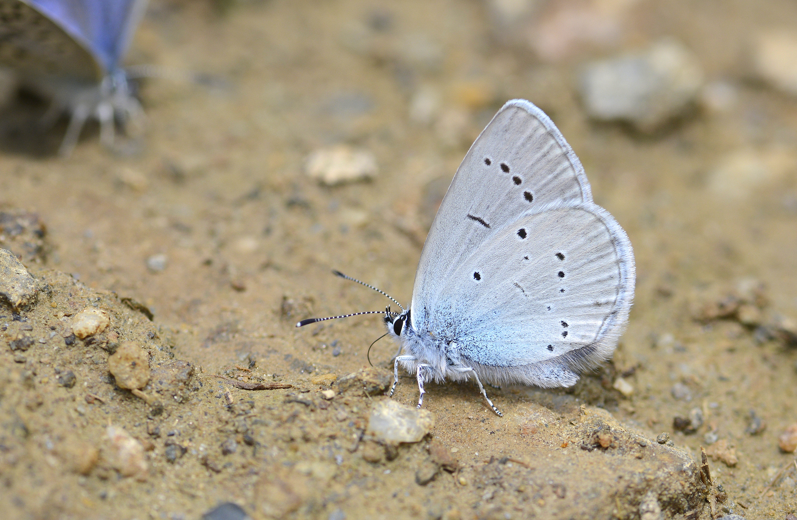 Cupido osiris (Mavi Osiris) butterfly photo