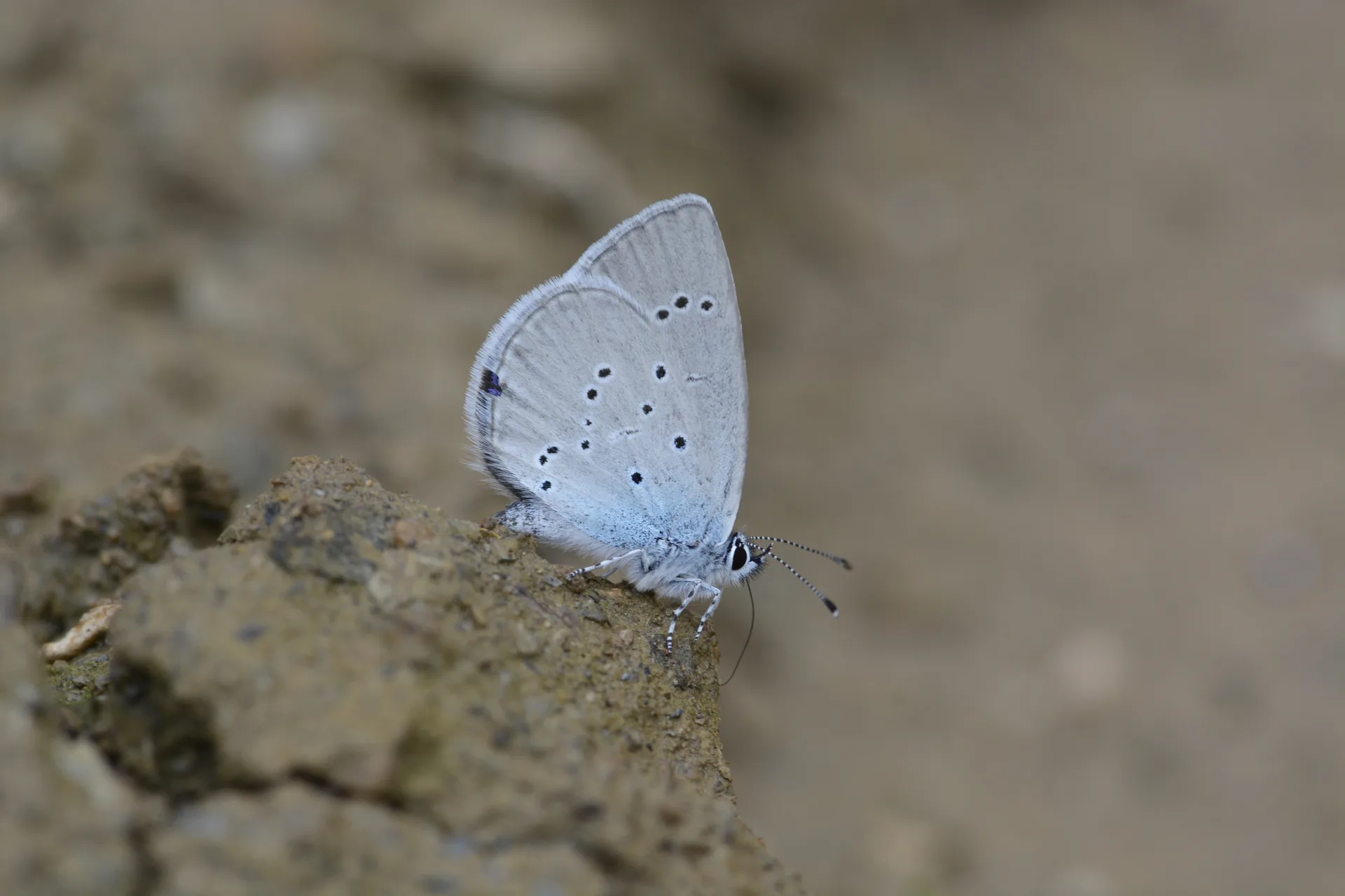 Cupido osiris (Mavi Osiris) butterfly photo