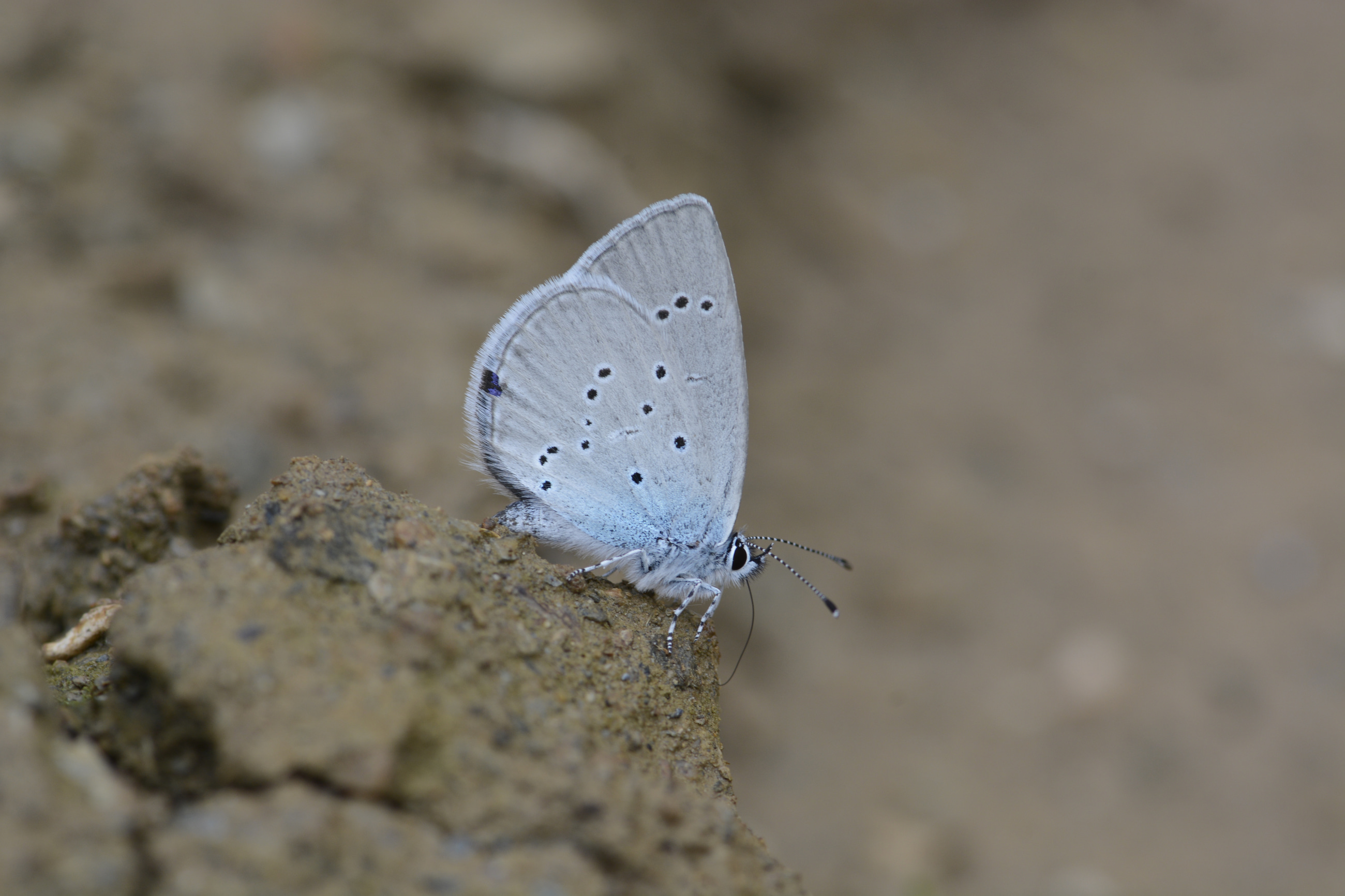 Cupido osiris (Mavi Osiris) butterfly photo