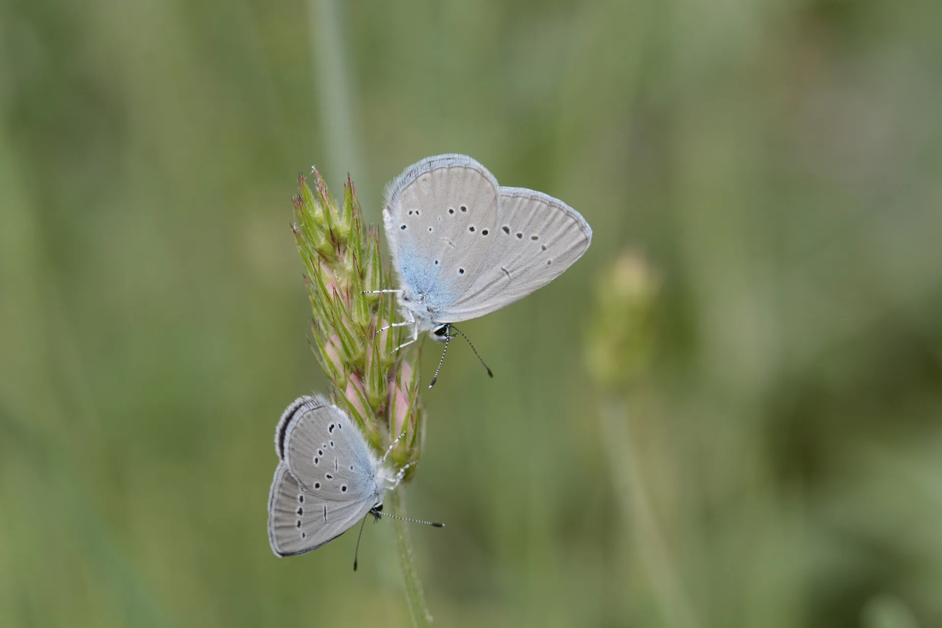 Cupido osiris (Mavi Osiris) butterfly photo