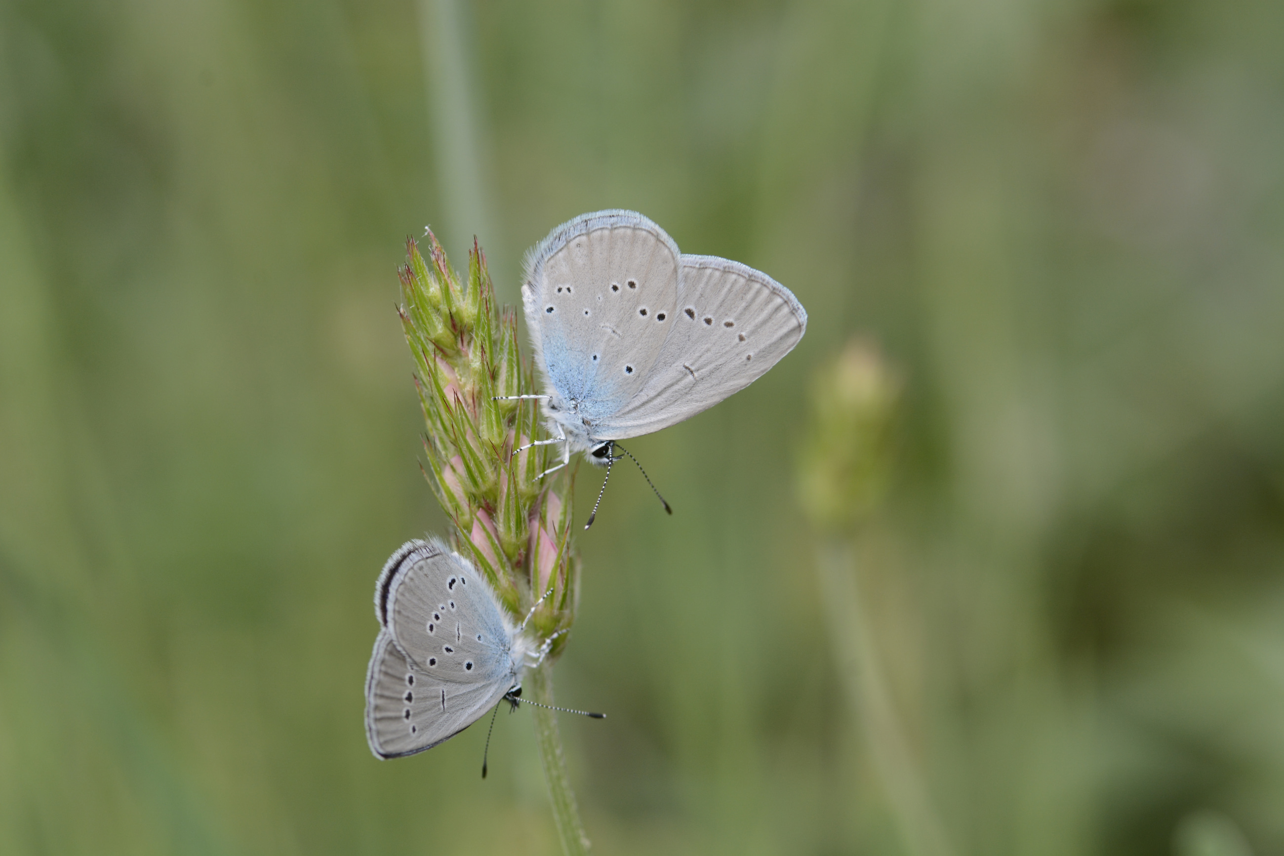 Cupido osiris (Mavi Osiris) butterfly photo