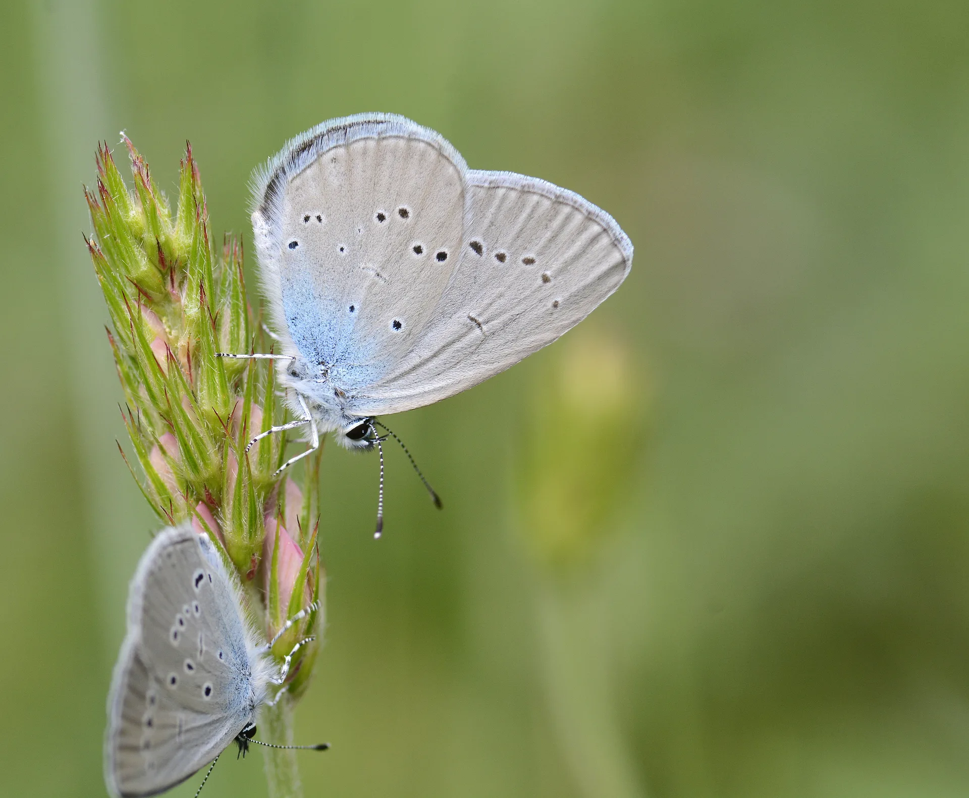 Cupido osiris (Mavi Osiris) butterfly photo