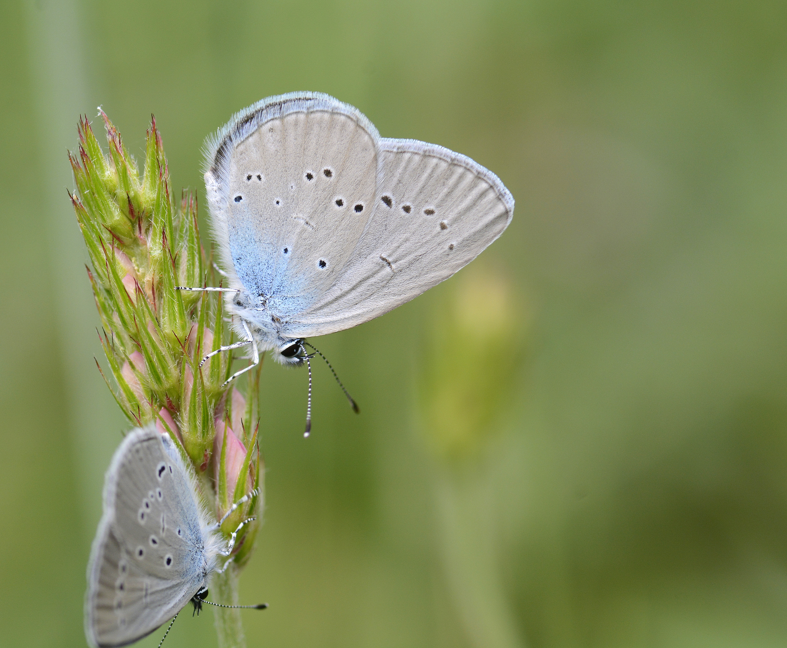 Cupido osiris (Mavi Osiris) butterfly photo