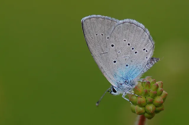 Cupido osiris (Mavi Osiris) butterfly photo