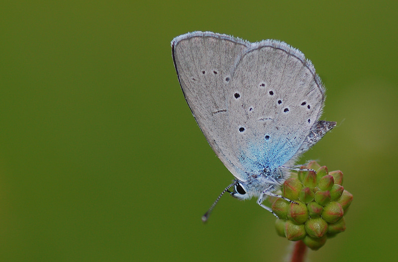 Cupido osiris (Mavi Osiris) butterfly photo